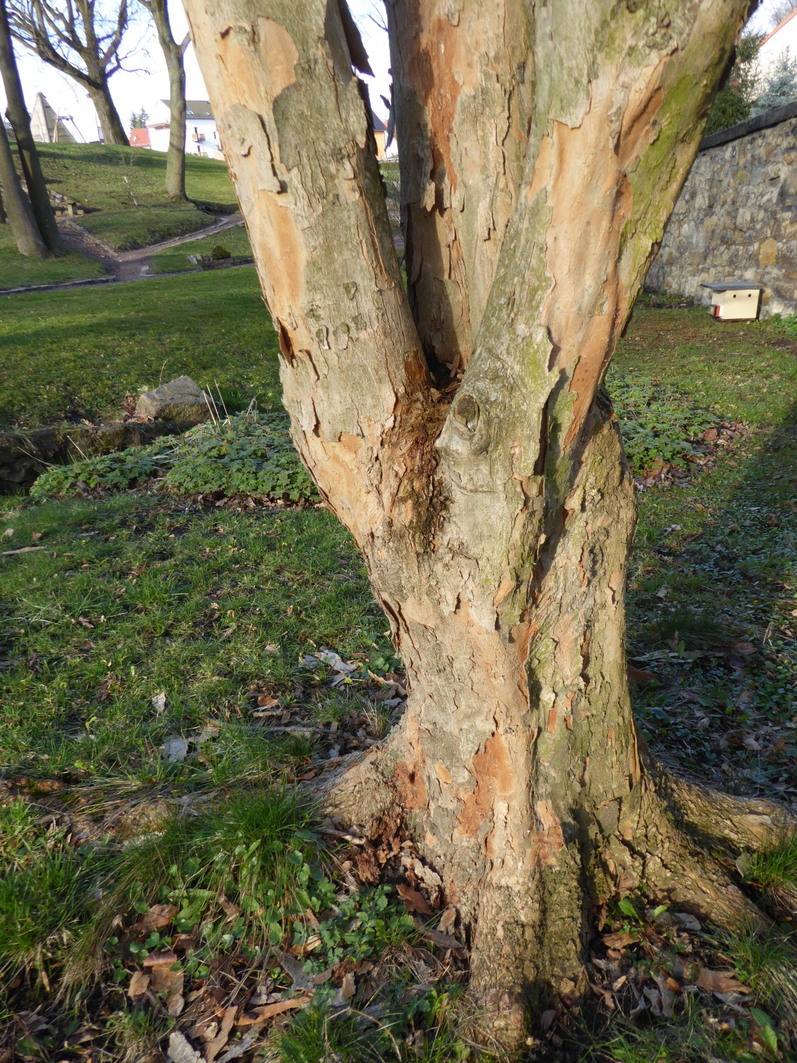 Acer buergerianum - Freital - 2019