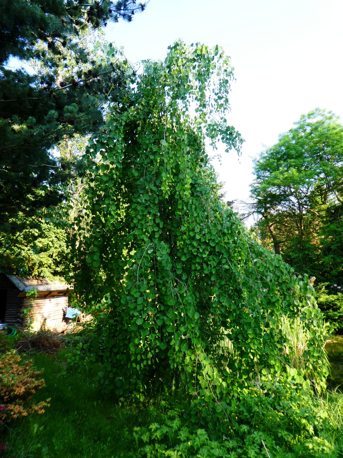 'Pendulum' Cercidiphyllum japonicum