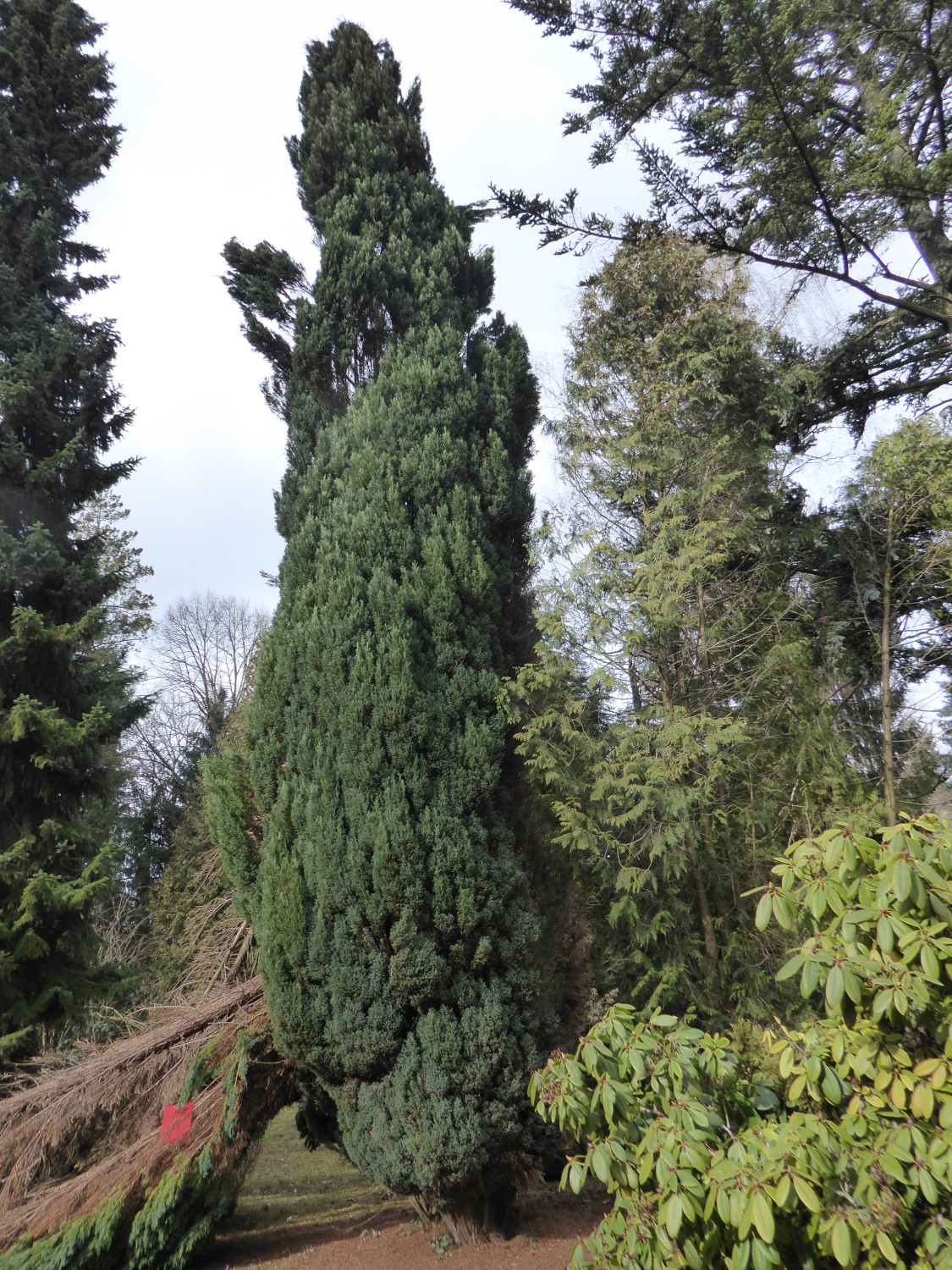 Chamaecyparis lawsoniana 'Fletcheri' - Chemnitz - 2019