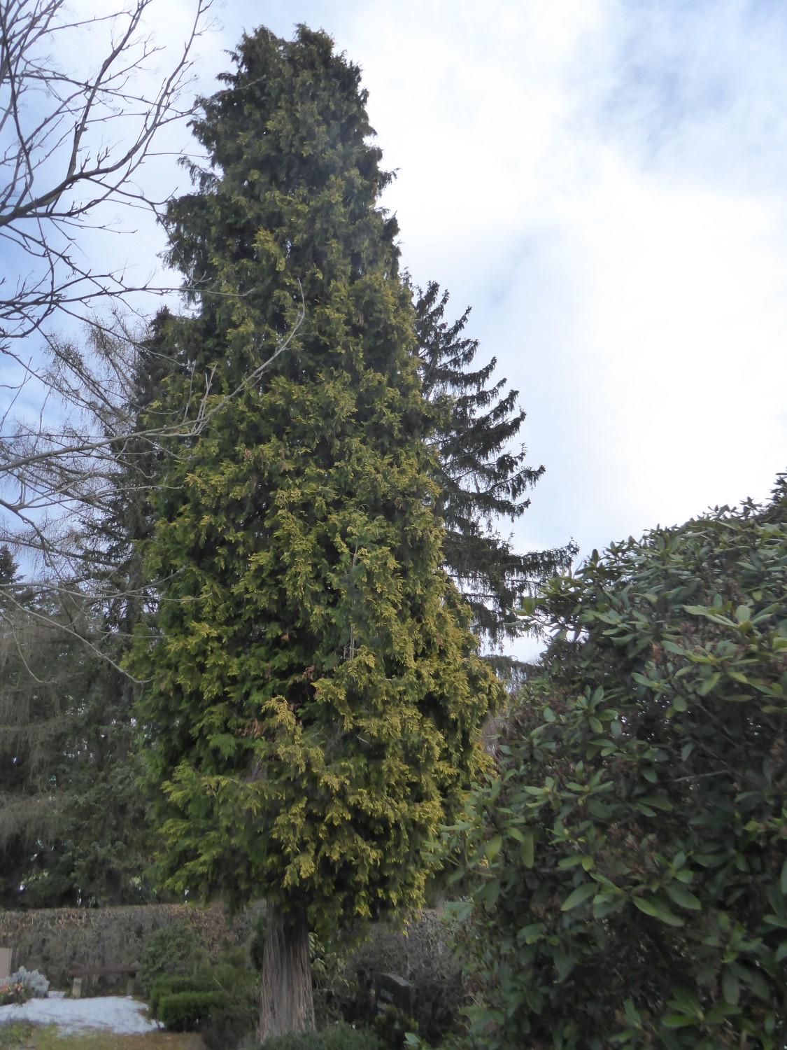 Chamaecyparis lawsoniana 'Lutea' - Chemnitz - 2019