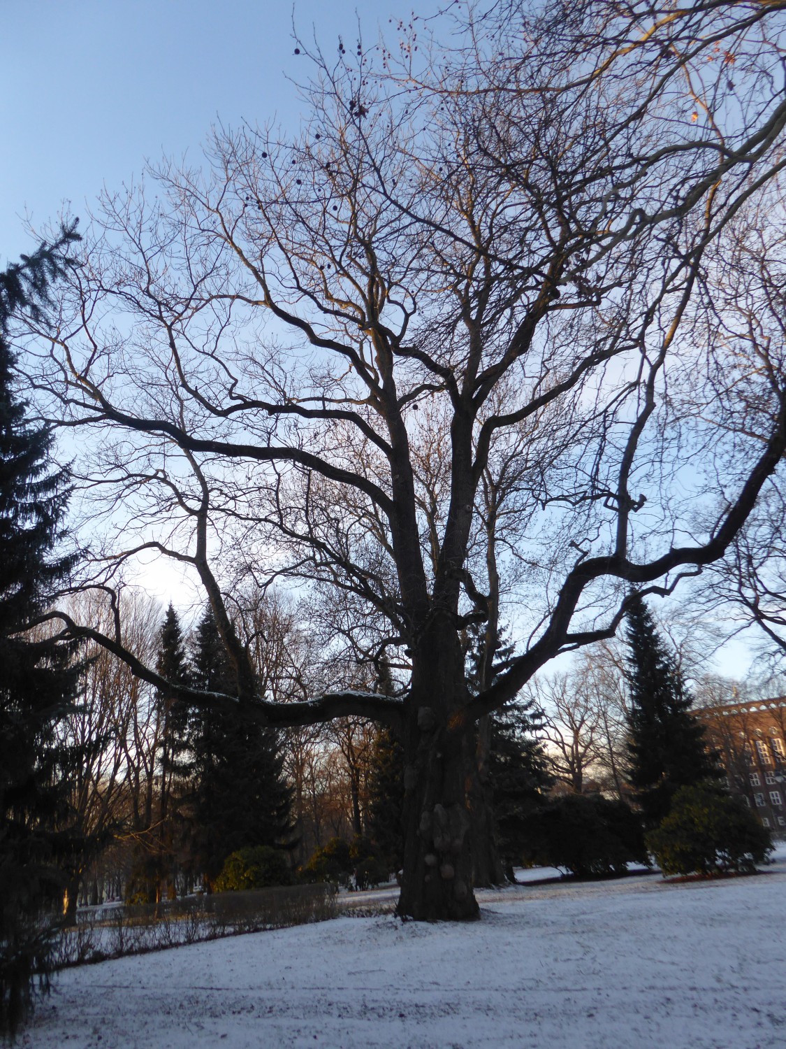 Fraxinus excelsior - Chemnitz - 2019