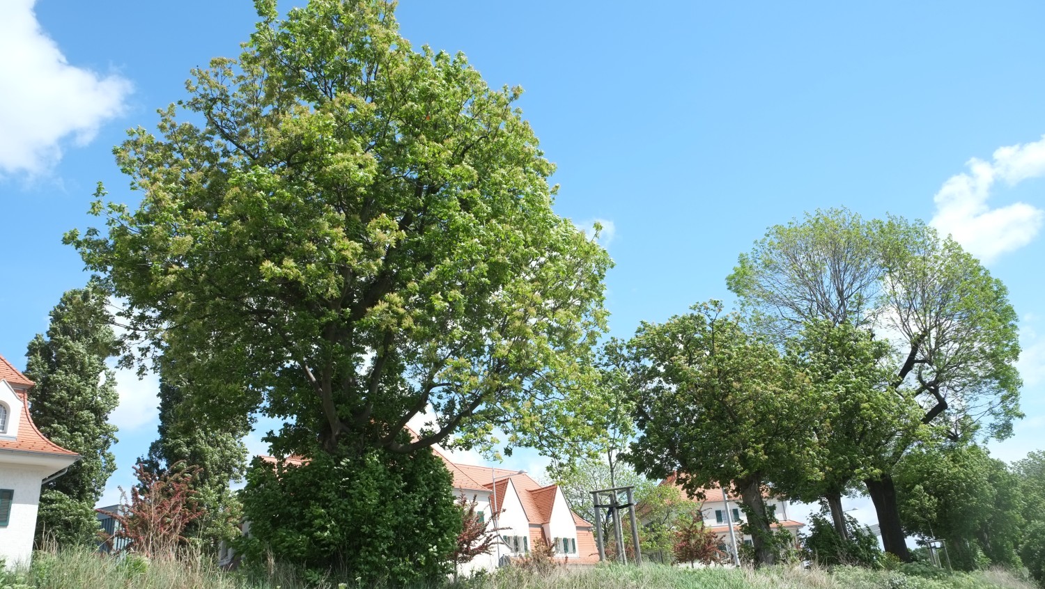 Fraxinus ornus - Dresden - 2014