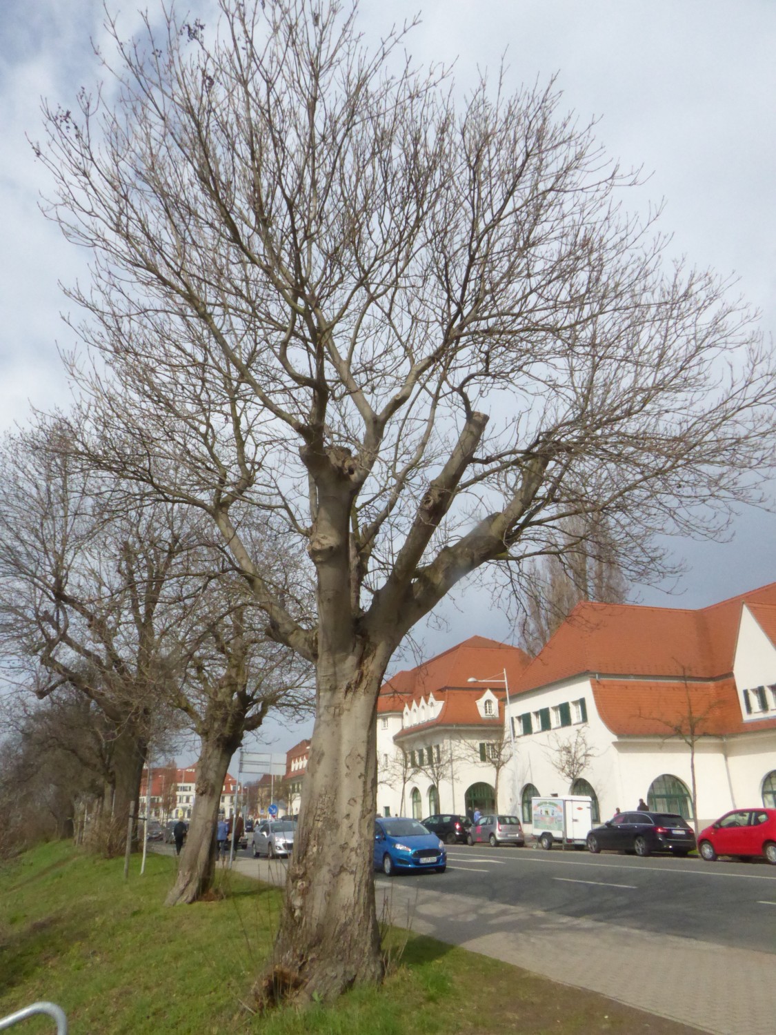 Fraxinus ornus - Dresden - 2017