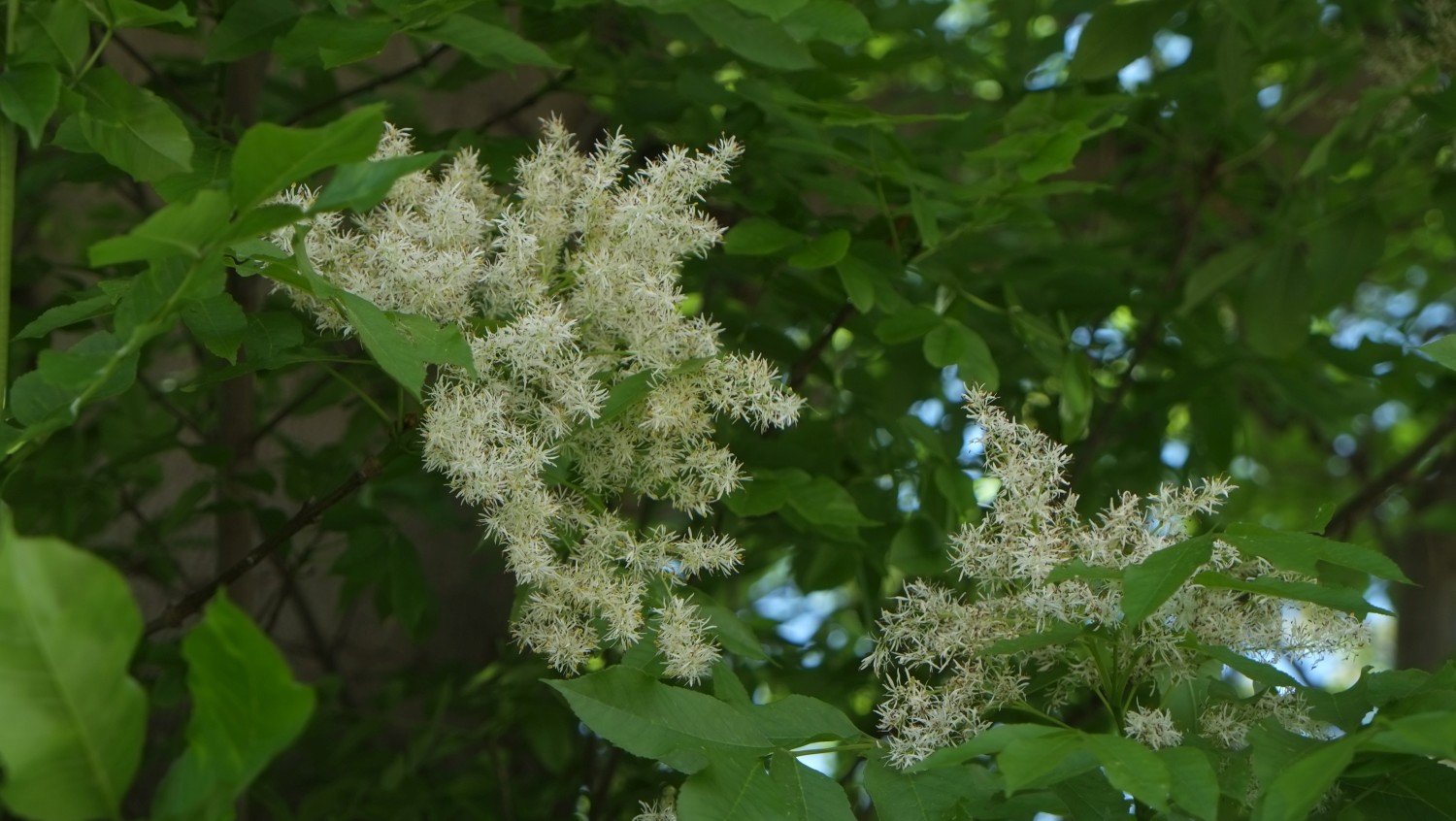 Fraxinus ornus - Dresden - 2014