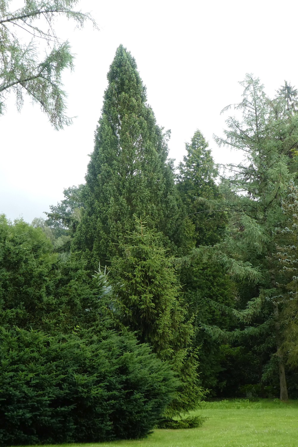 Picea abies 'Cupressina' - Sohland - 2018