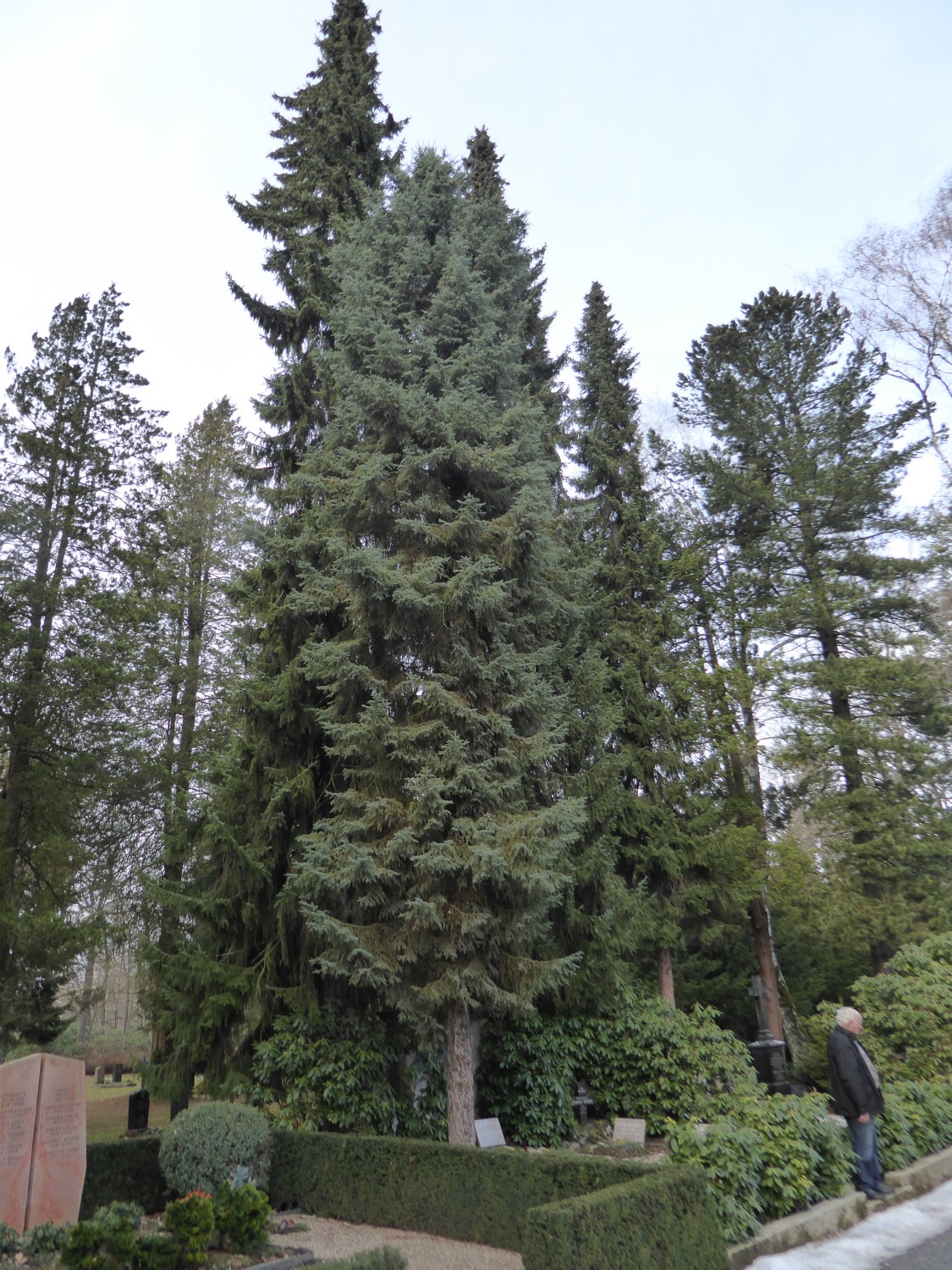 Picea mariana - Chemnitz - 2019