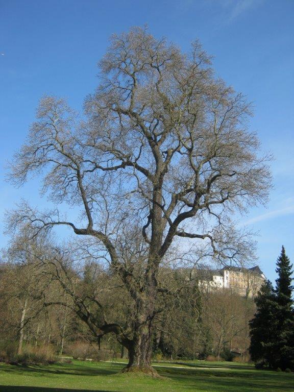 Liriodendron tulipifera