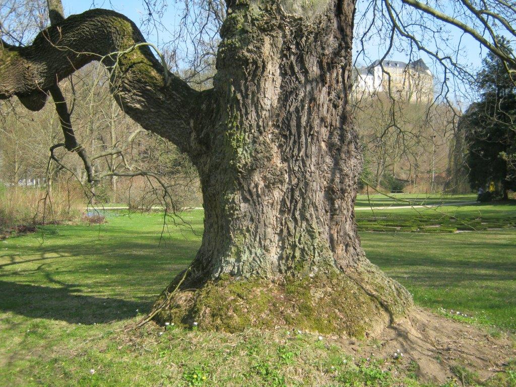 Tulpenbaum - Greizer Park - 2014