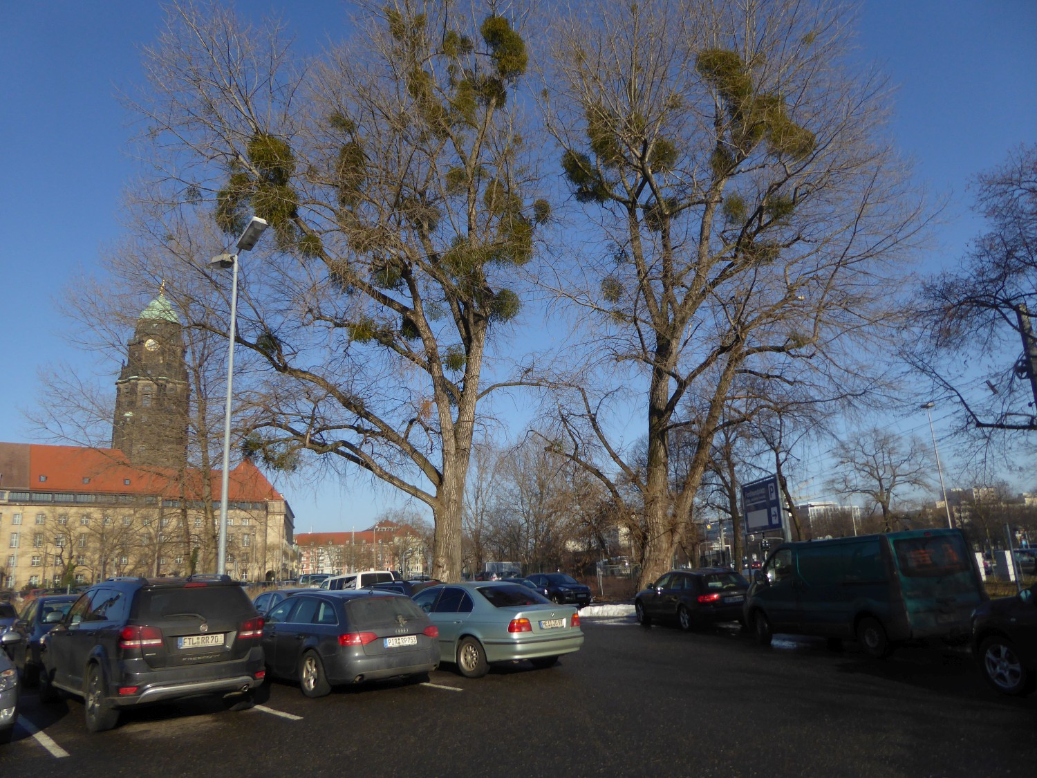 Populus × canadensis 'Marilandica' - Dresden - 2017