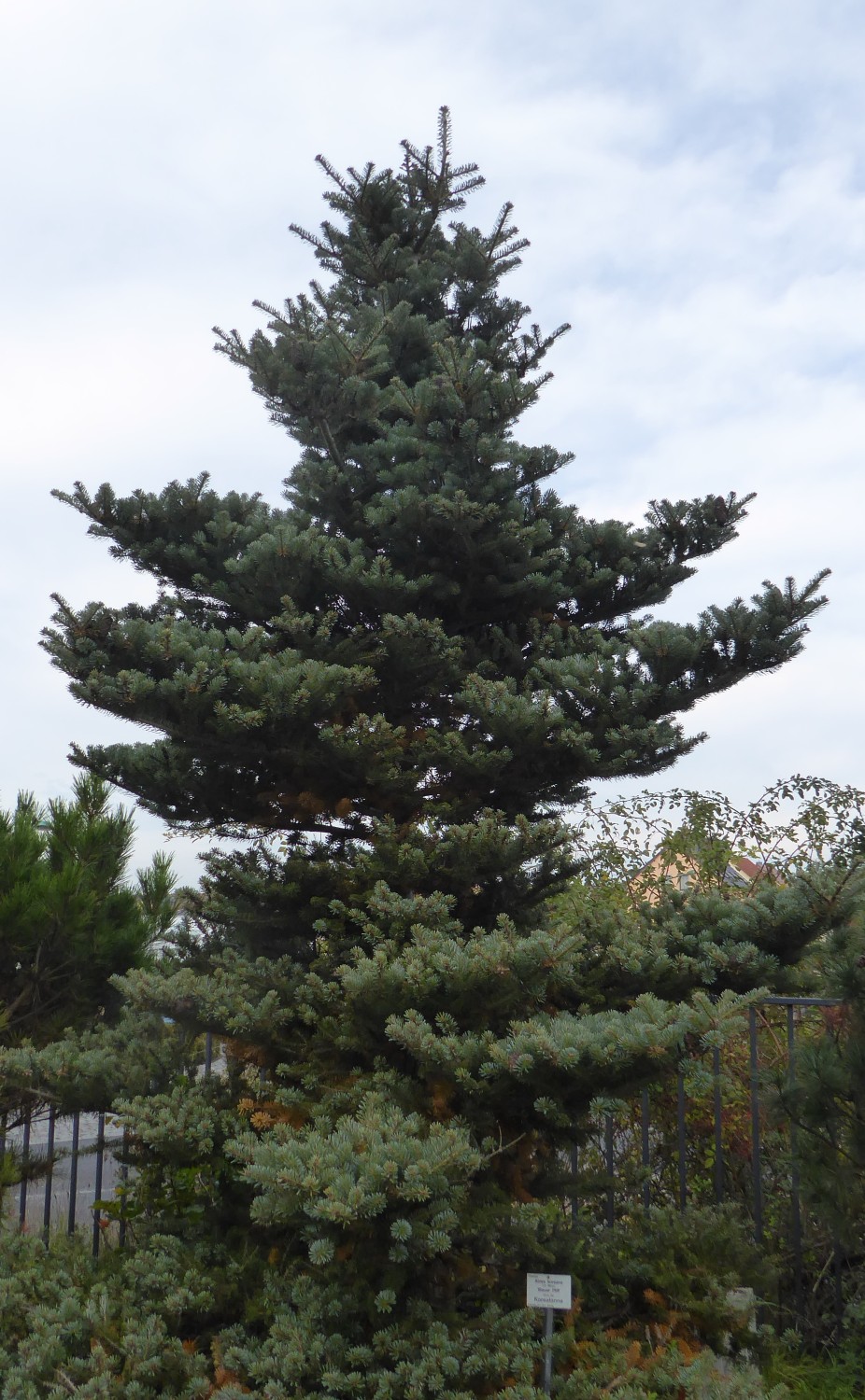 Abies koreana 'Blauer Pfiff' - Radeberg