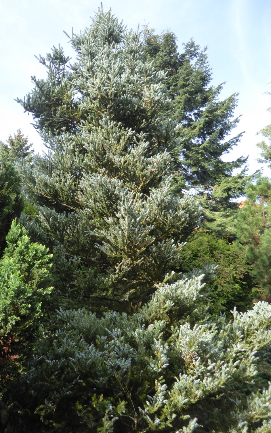 Abies koreana 'Silberlocke' - Radeberg