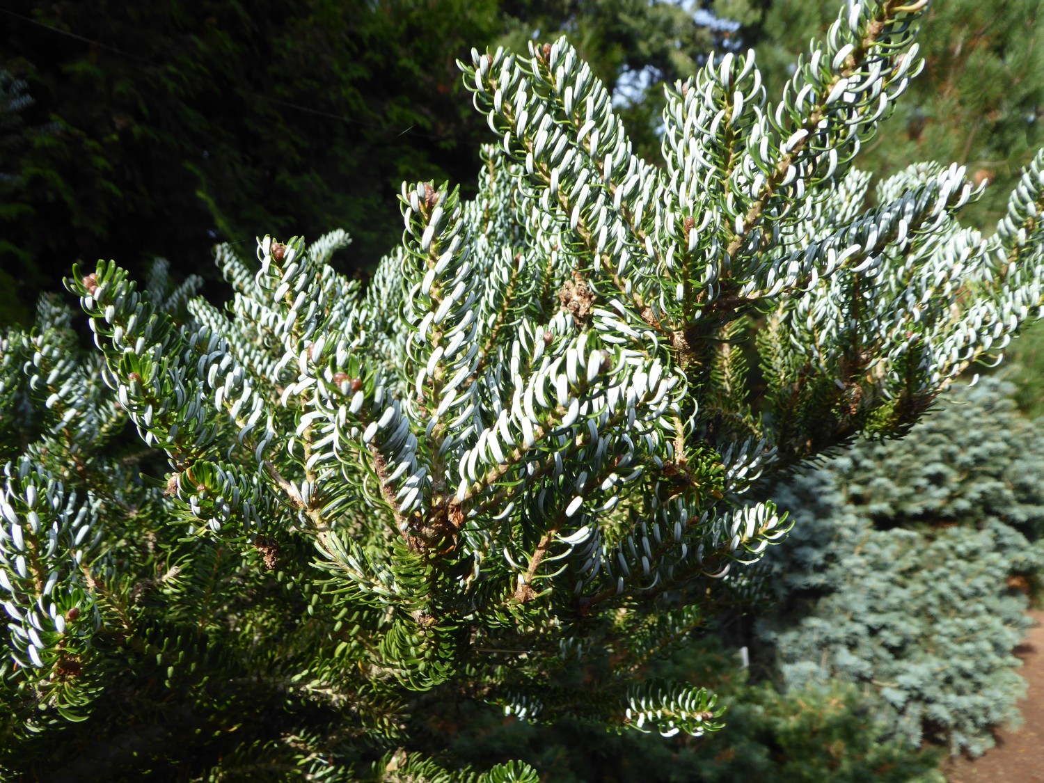 Abies koreana 'Silberlocke' - Radeberg