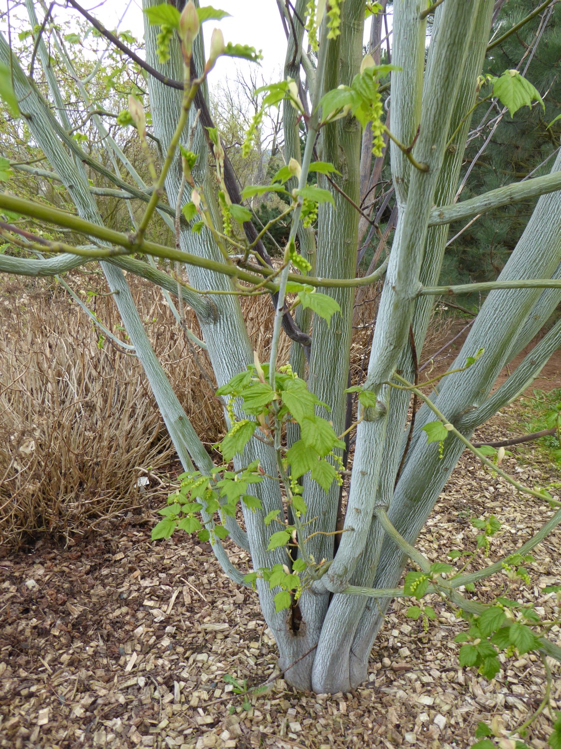 Acer tegmentosum