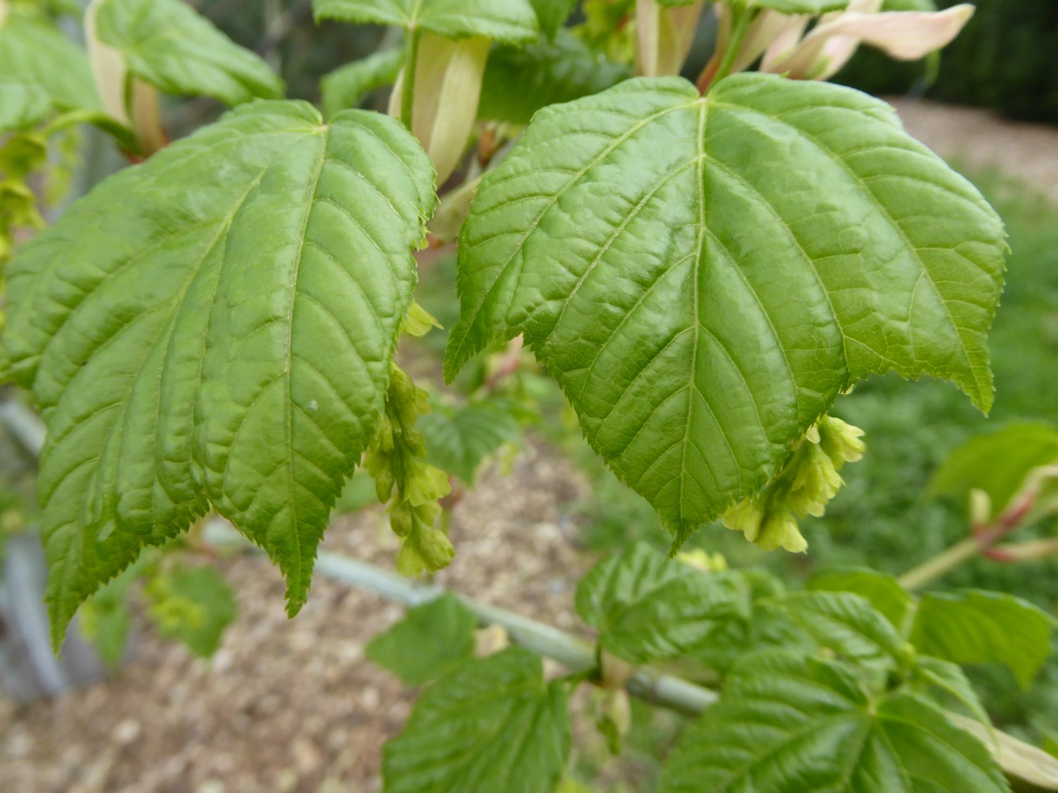Acer tegmentosum - Pirna - April 2016