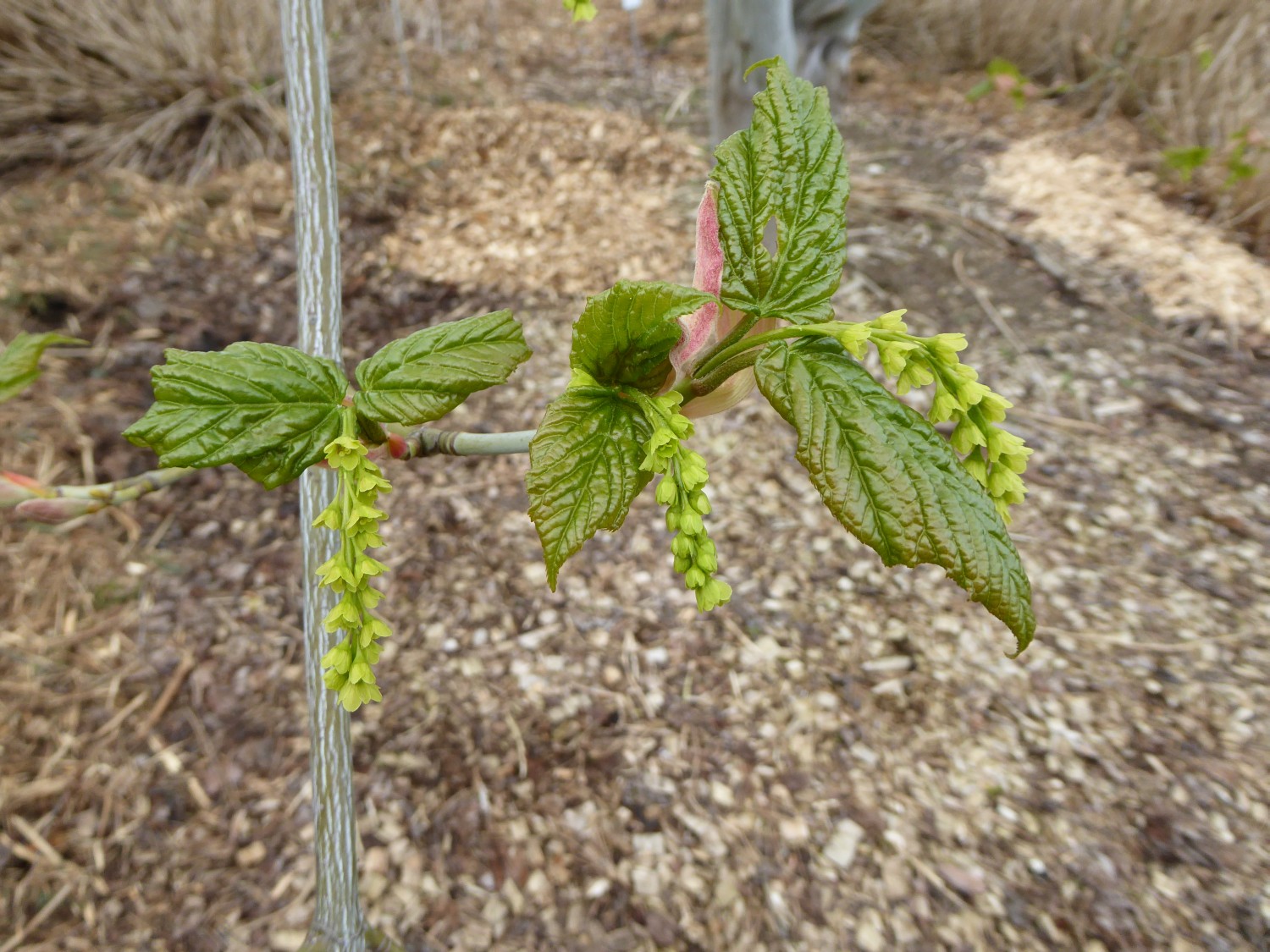 Acer tegmentosum - Pirna - April 2016