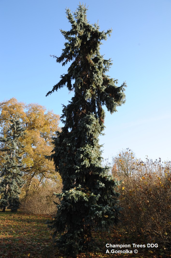 asperata Picea