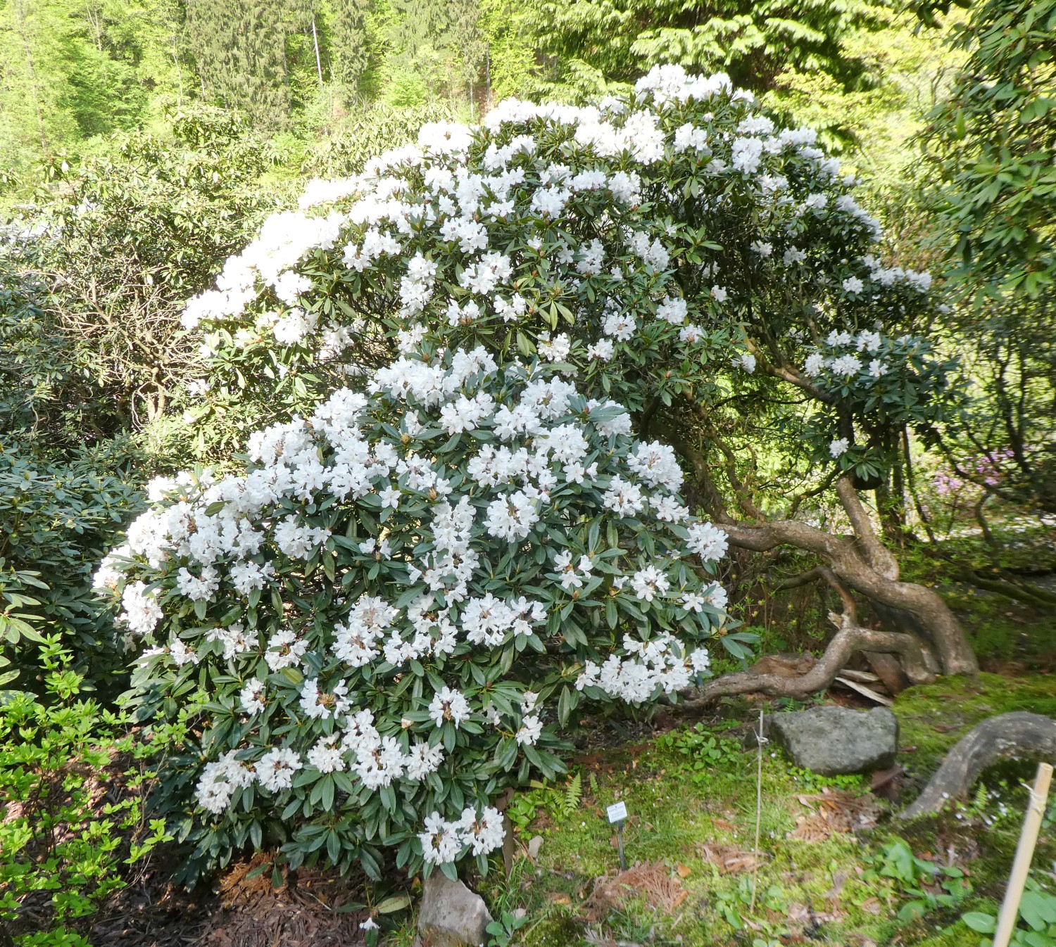caucasicum Rhododendron