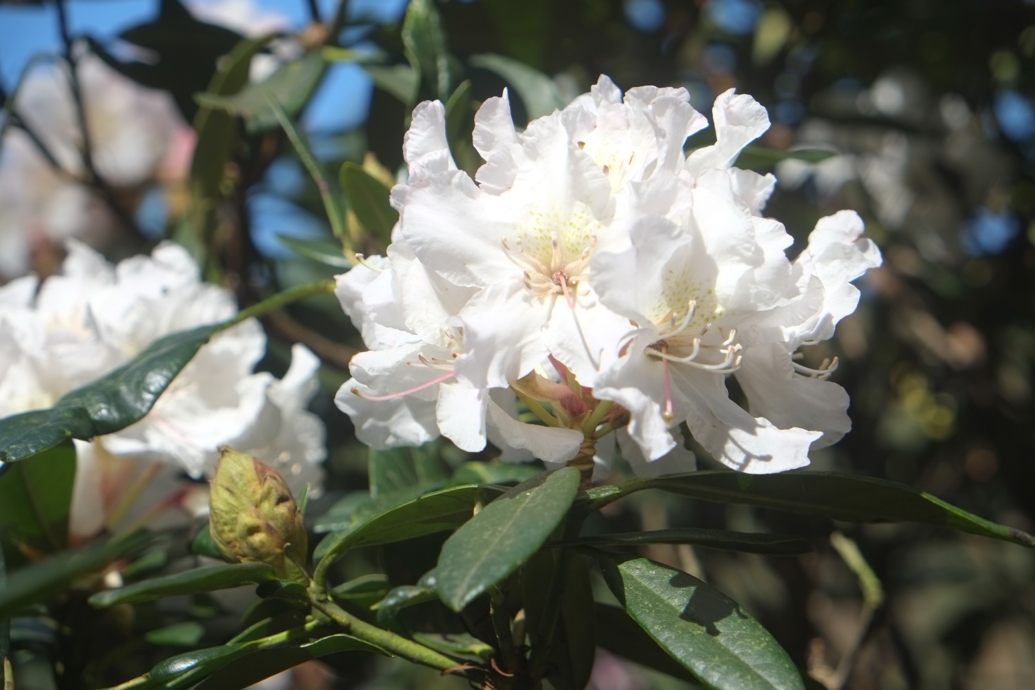 Rhododendron caucasicum - Bad Schandau