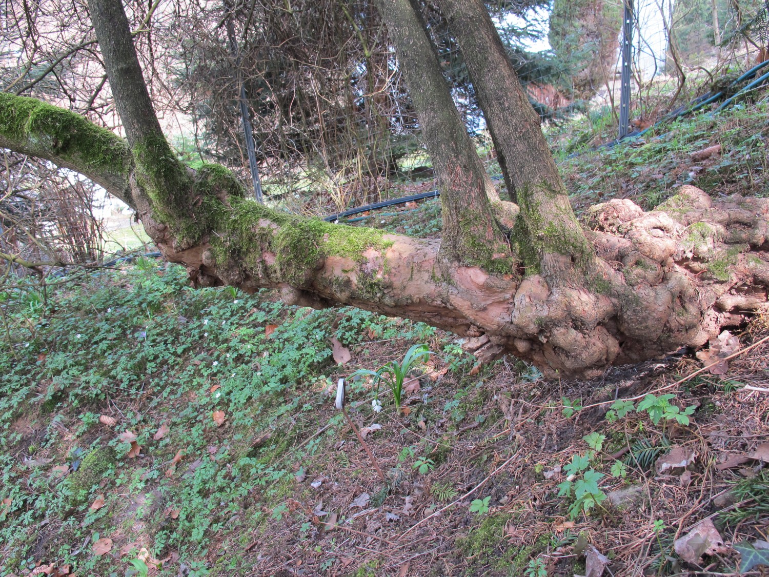 opulus Viburnum