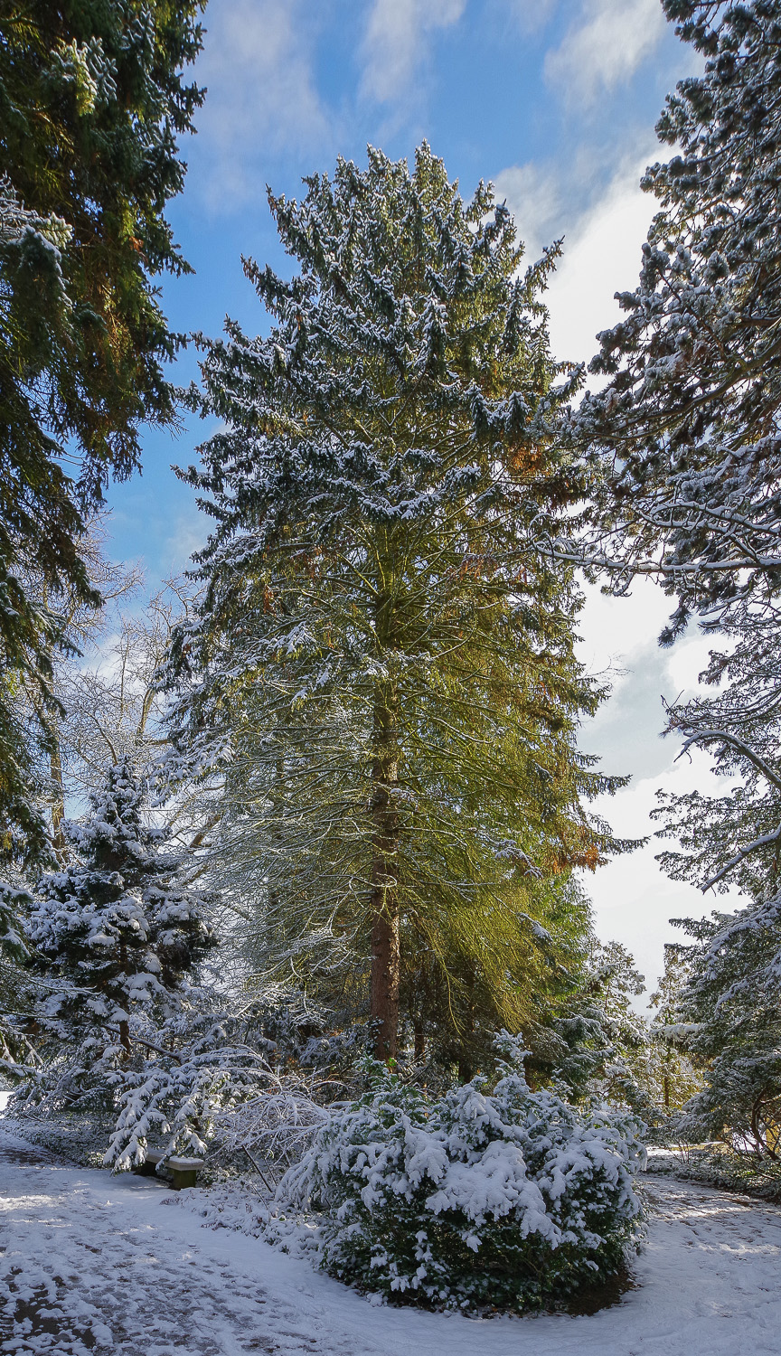 Picea pungens