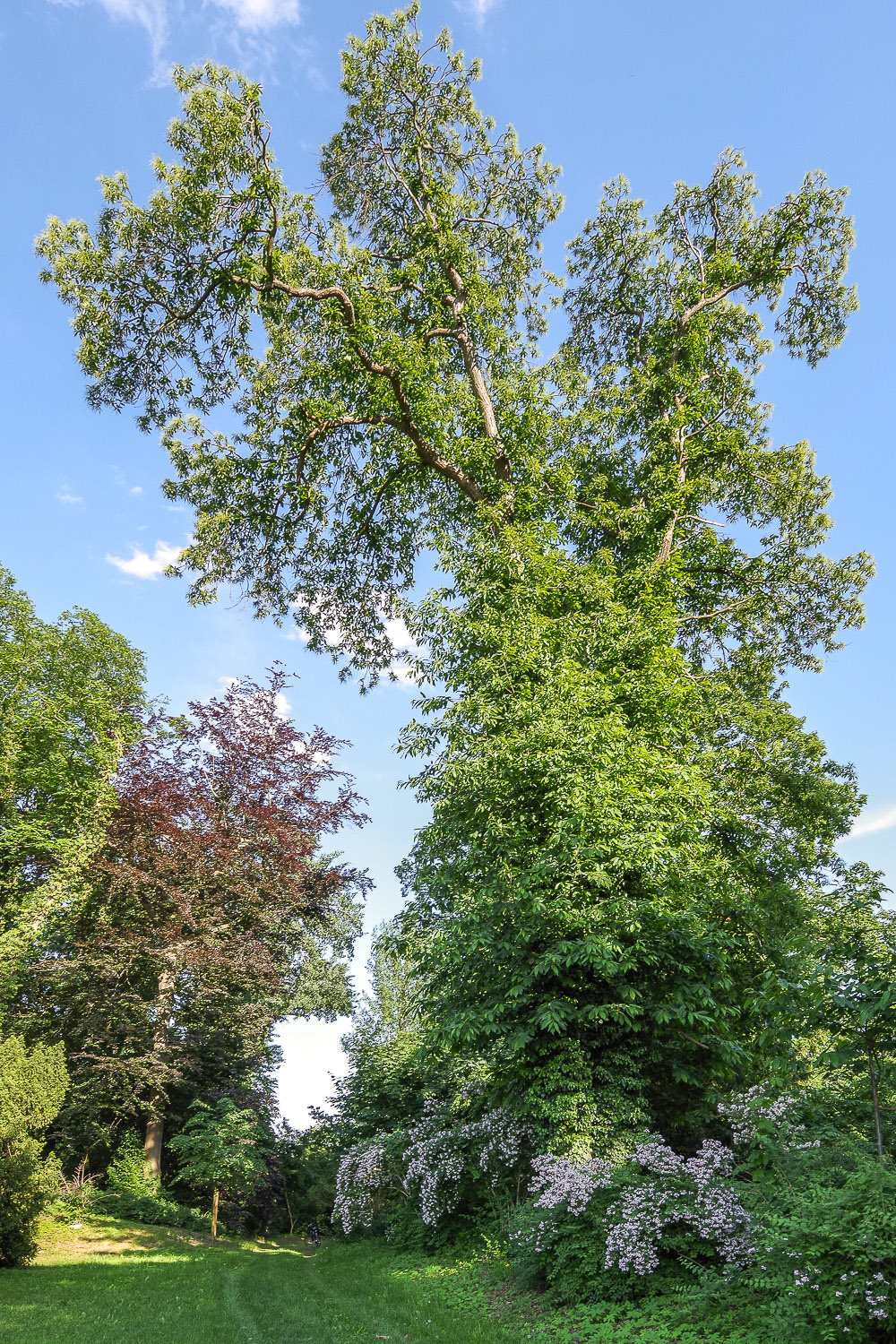 Castanea sativa - Potsdam - April 2021