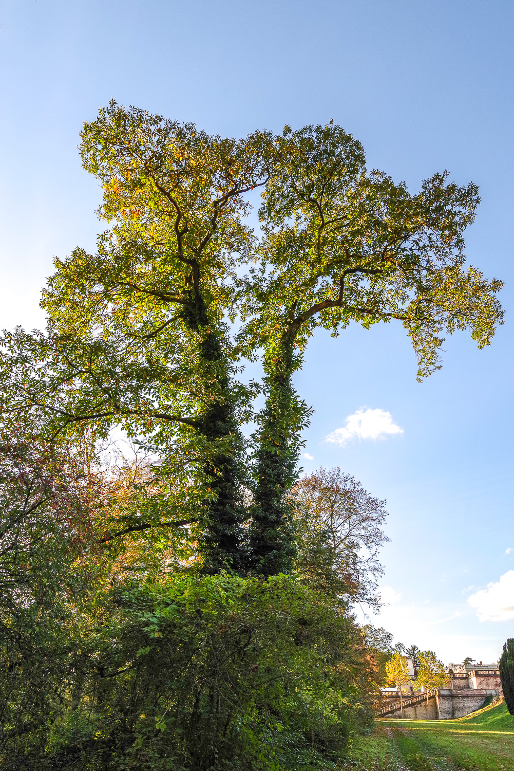 Castanea sativa - Potsdam - April 2021