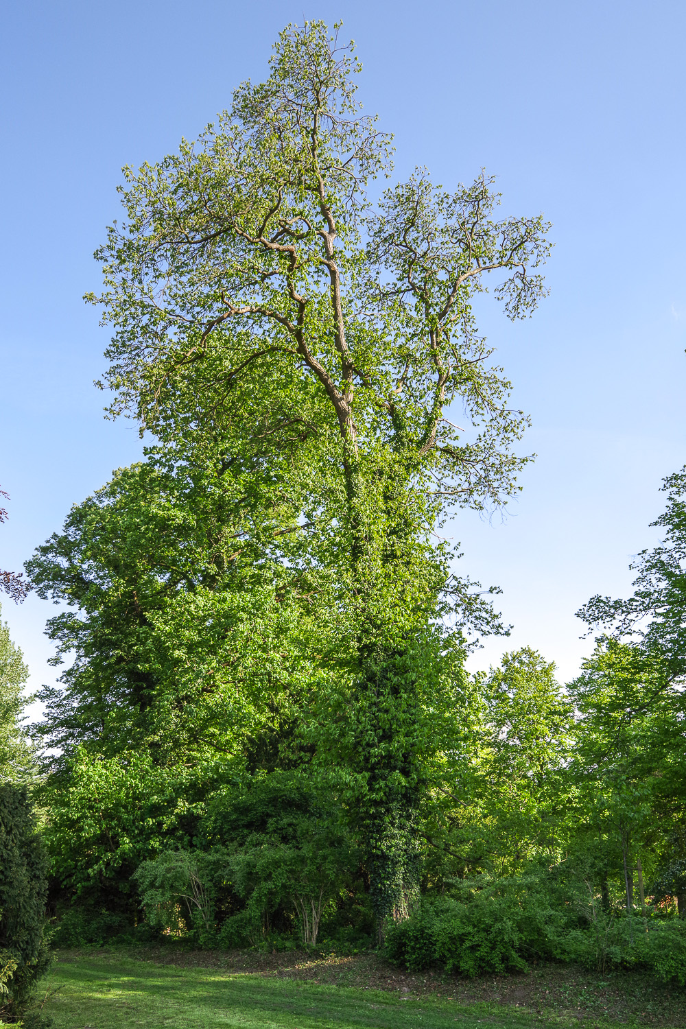 Castanea sativa - Potsdam - April 2021