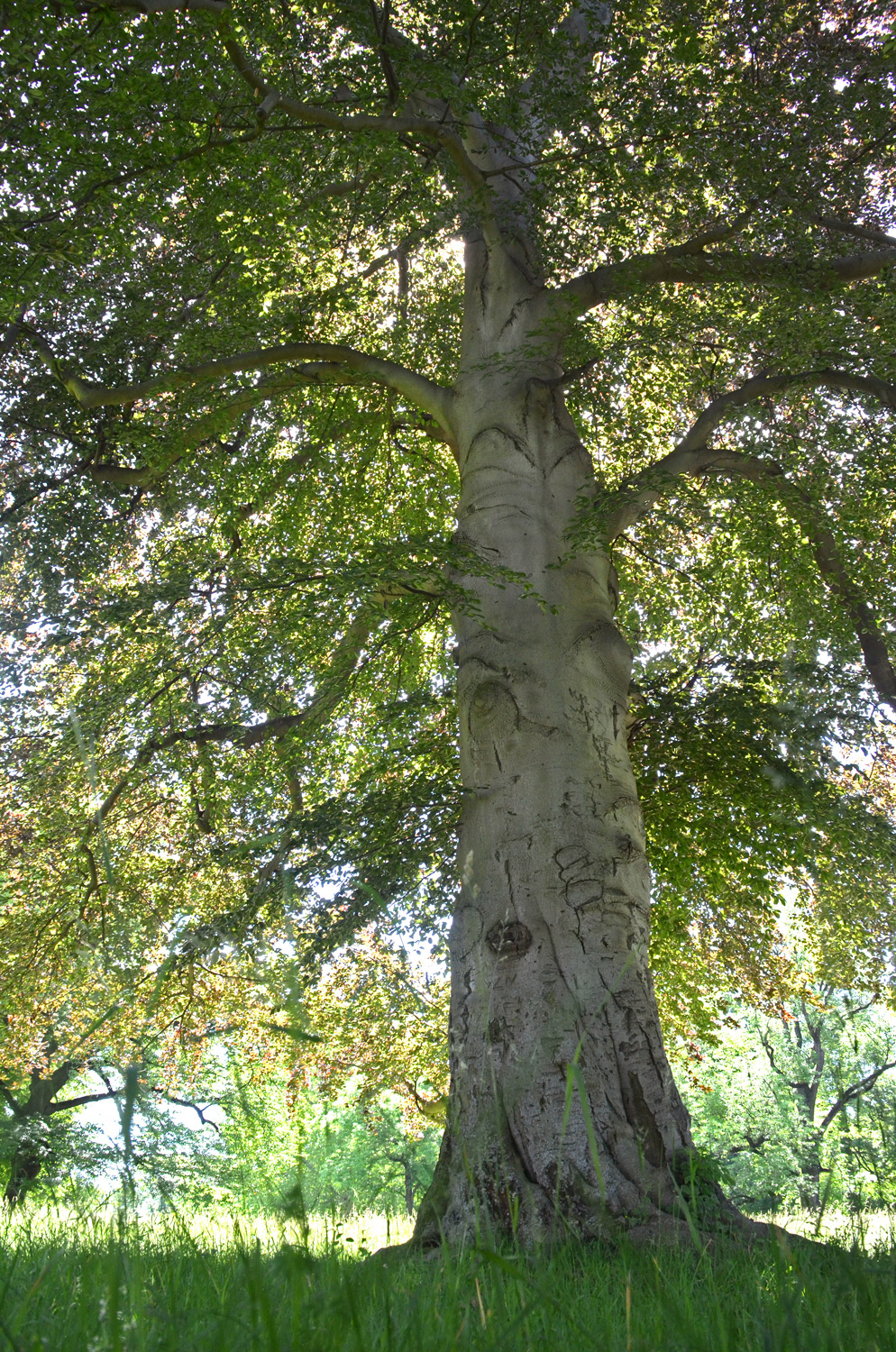 Fagus sylvatica 'Atropurpurea' - Rosensteinpark - März 2021