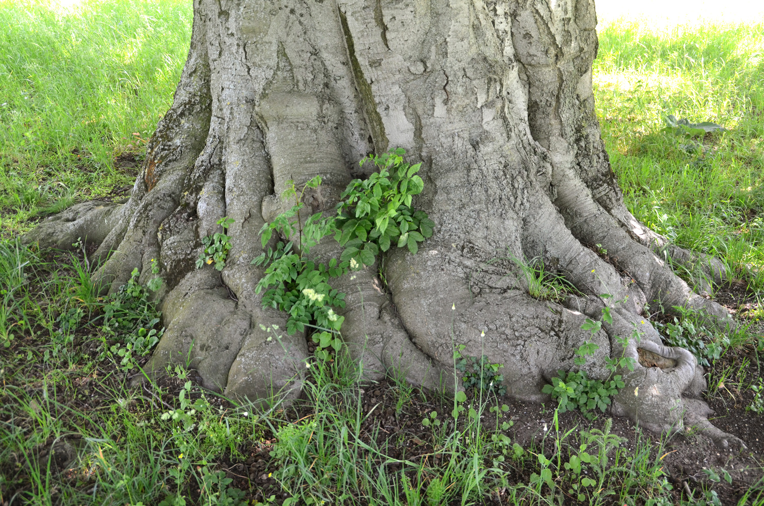 Fagus sylvatica Atropurpurea-Gruppe - Rosensteinpark - März 2021
