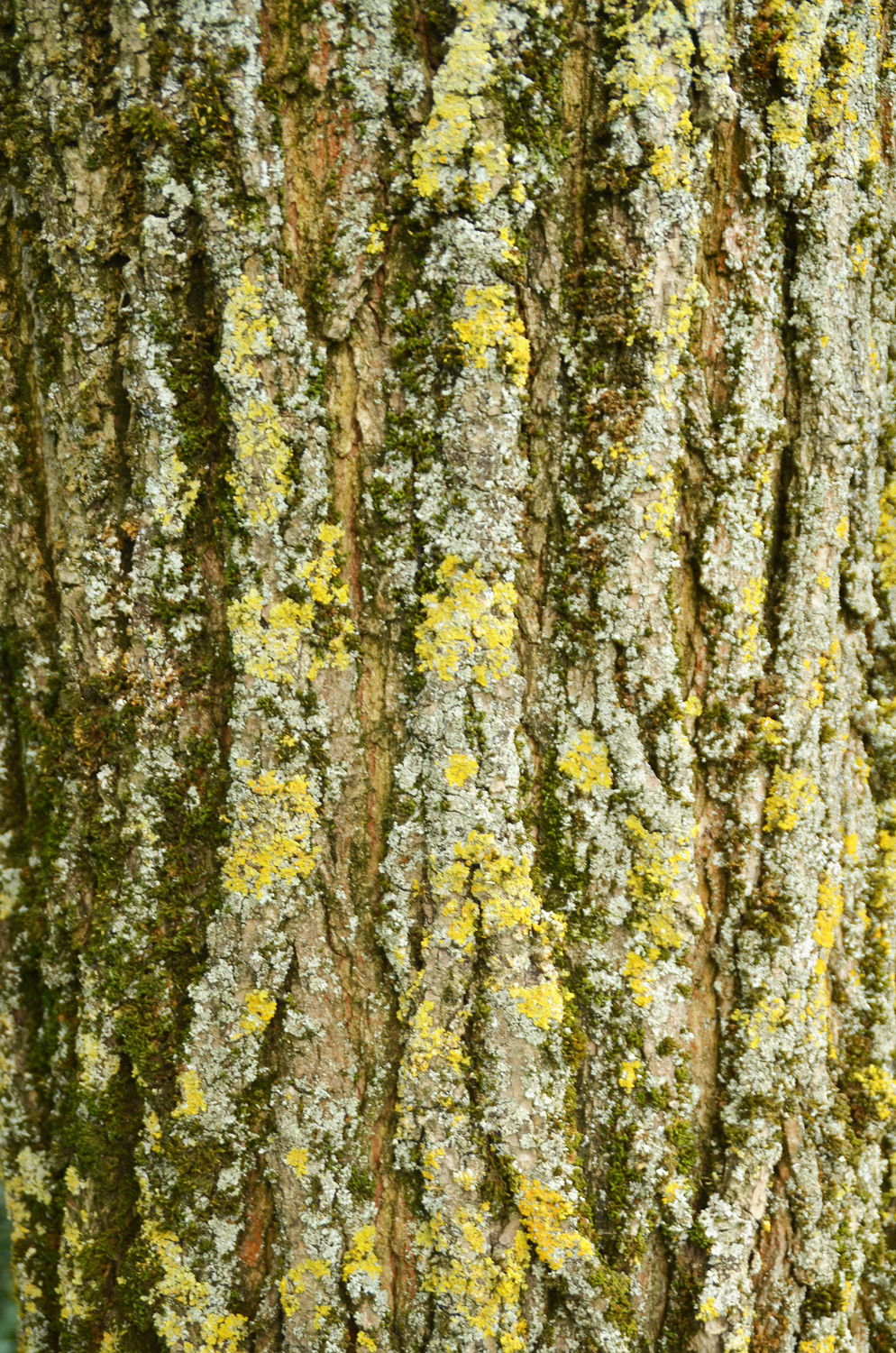 Robinia pseudoacacia 'Bessoniana' - Stuttgart-Hohenheim - Juli 2022