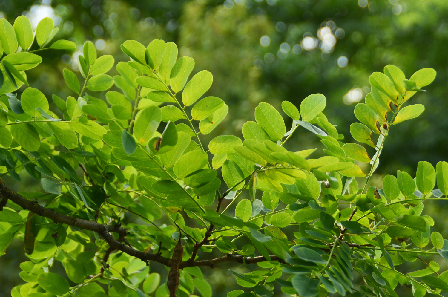 Robinia pseudoacacia 'Bessoniana' - Stuttgart-Hohenheim - Juli 2022