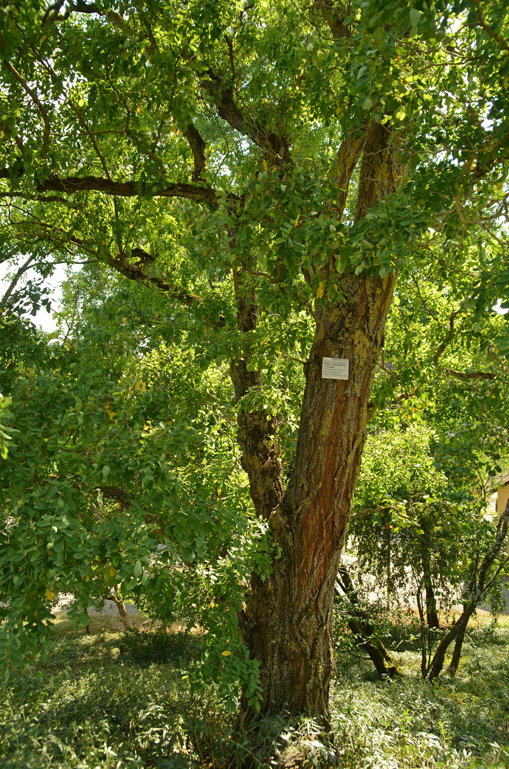 'Tortuosa' pseudoacacia Robinia