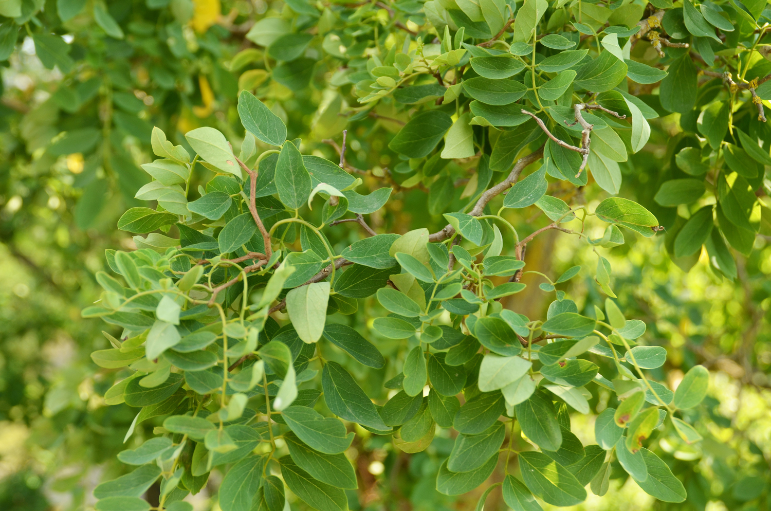 Robinia pseudoacacia 'Totuosa' - Stuttgart-Hohenheim - Juli 2022
