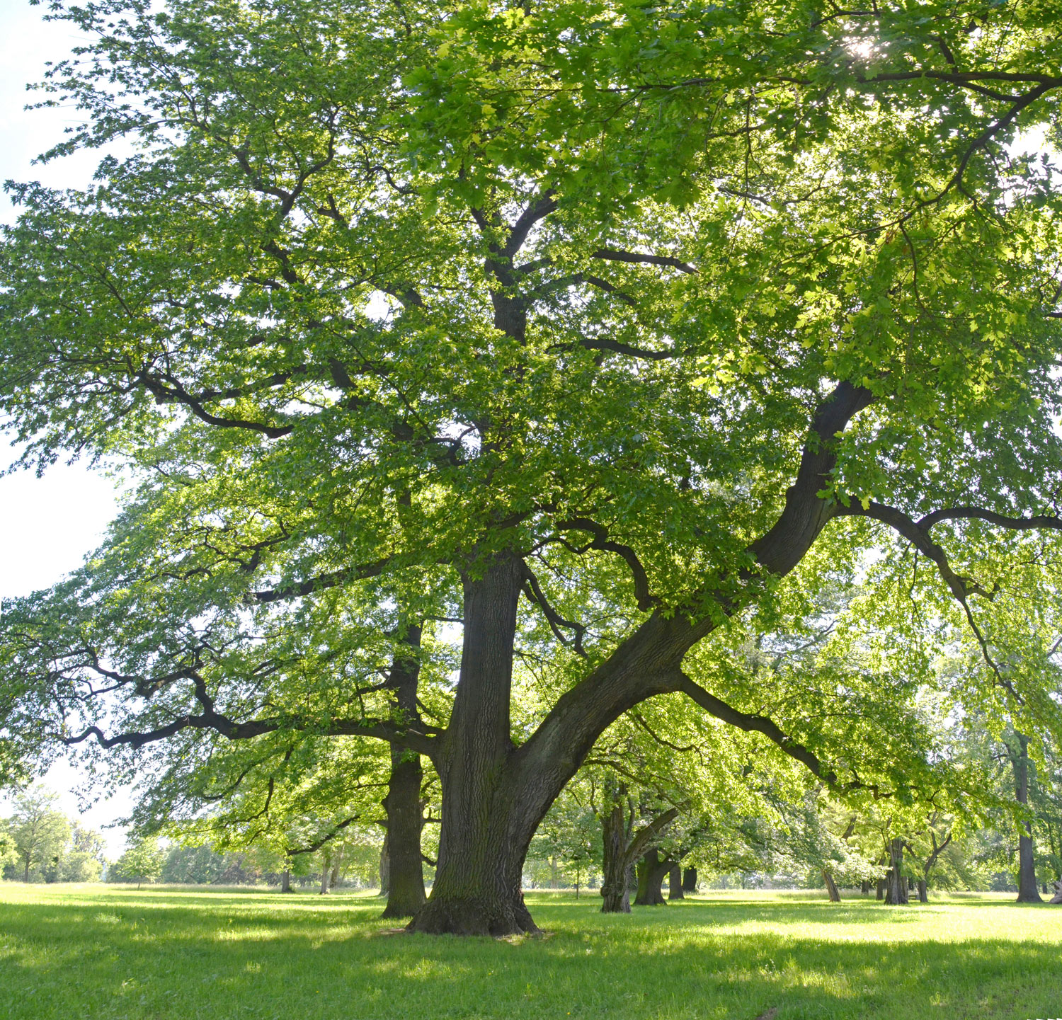 cerris Quercus