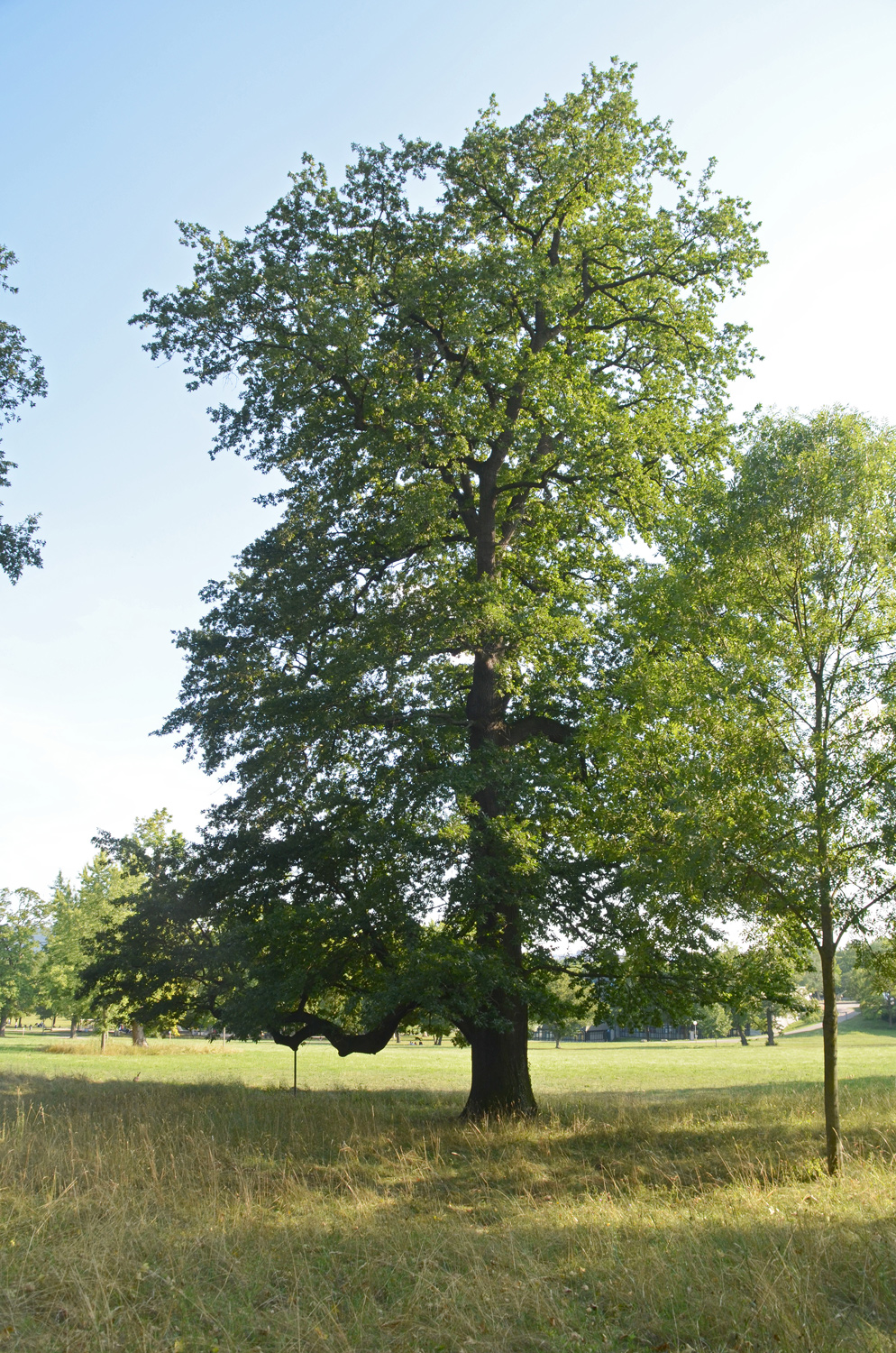 cerris Quercus