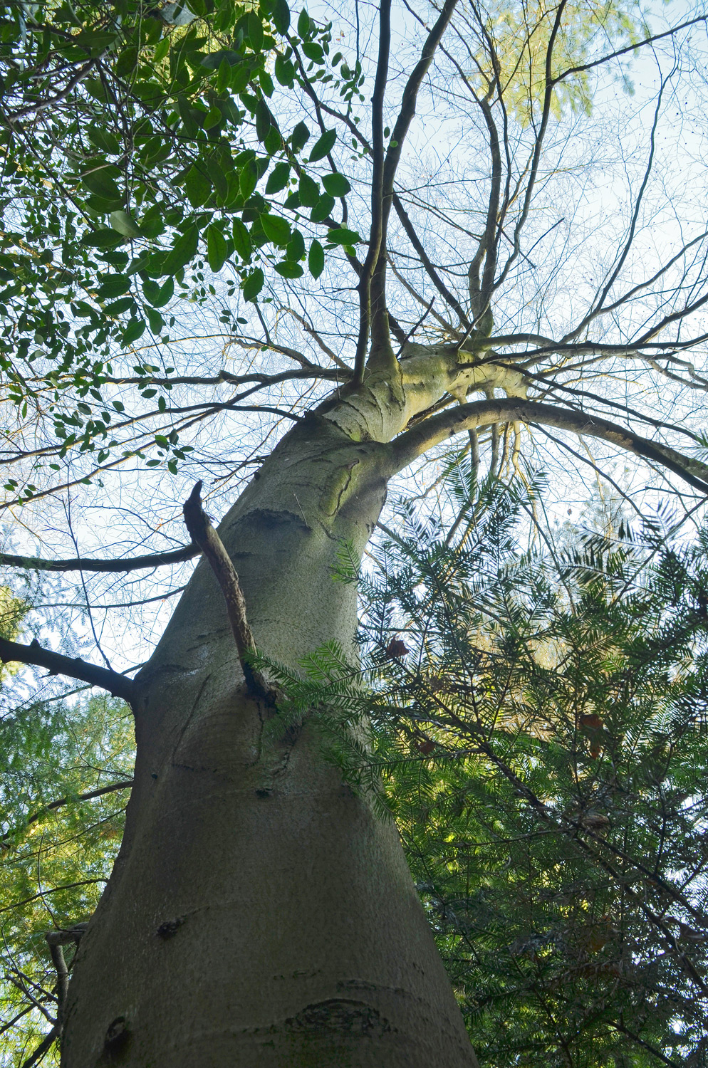 Fagus orientalis