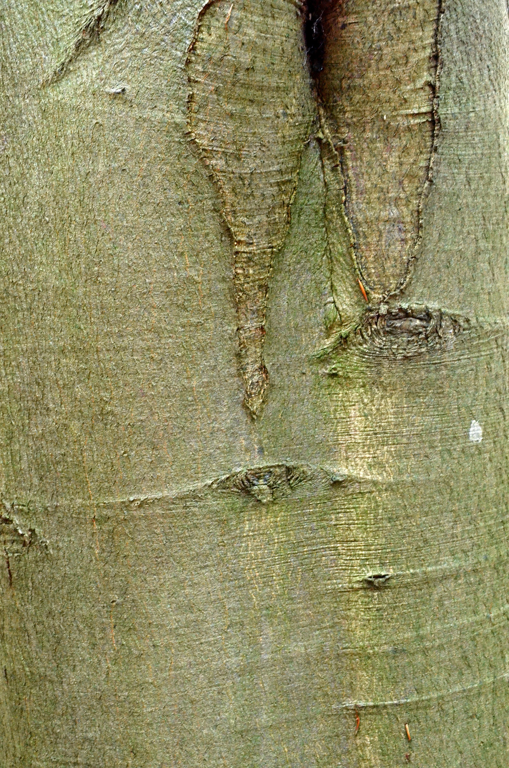 Fagus orientalis - Arboretum Florianswald - März 2021