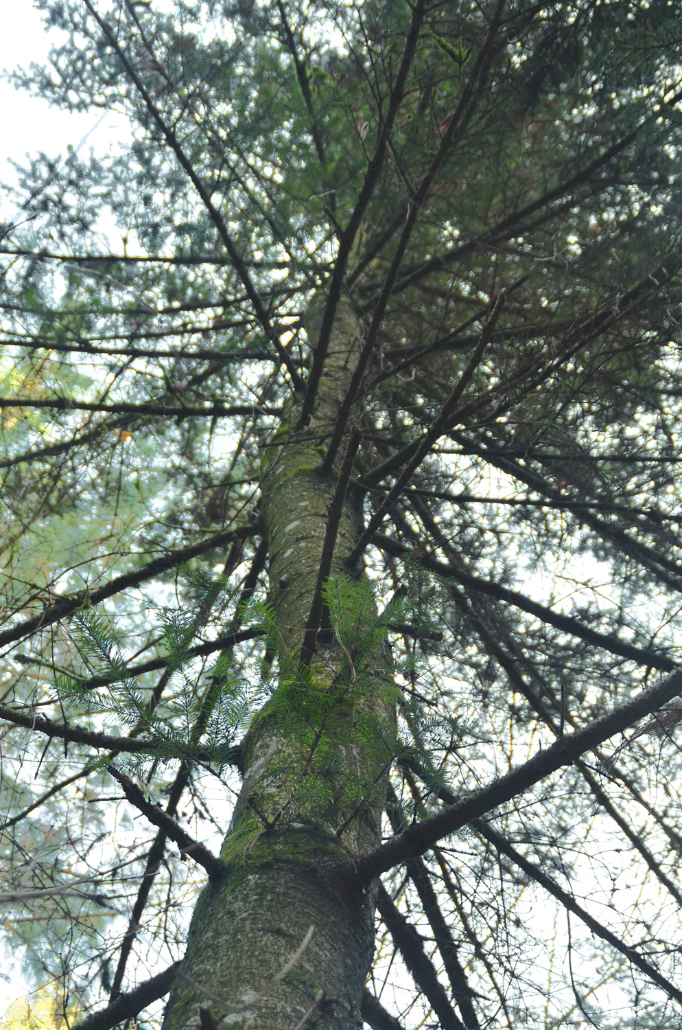 Abies koreana