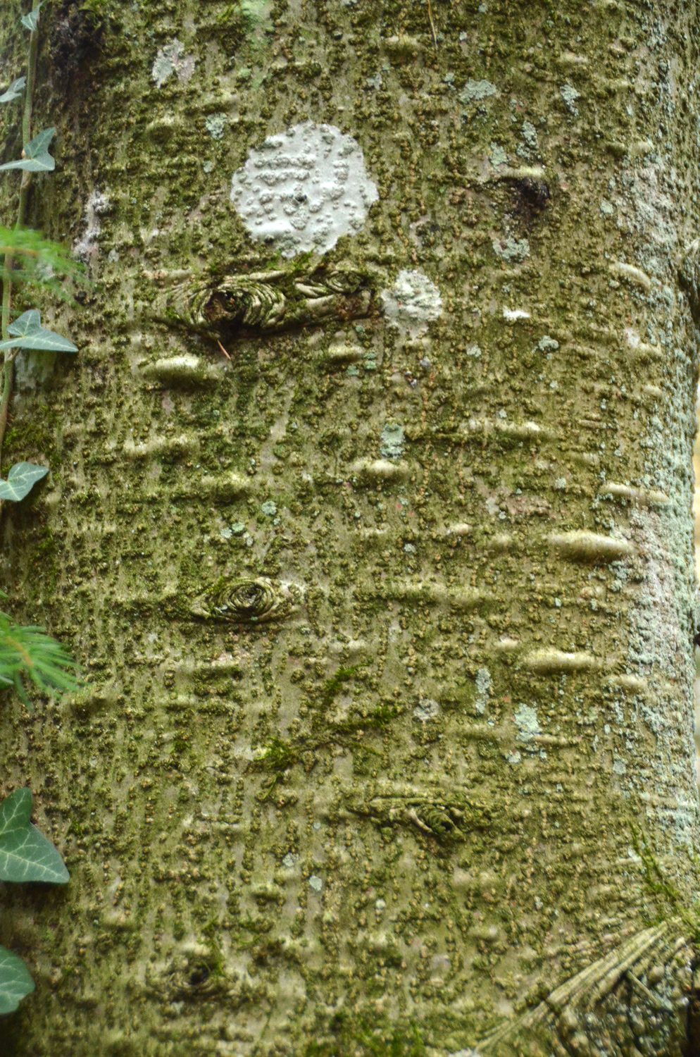 Abies koreana - Metzingen - Januar 2023