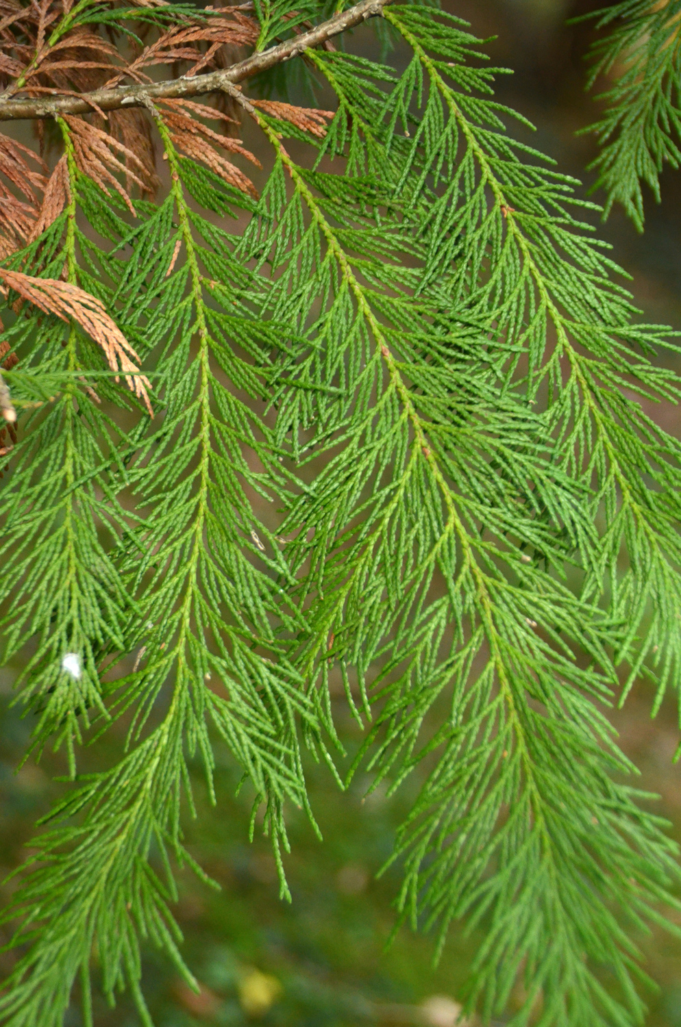 'Lane' Chamaecyparis lawsoniana