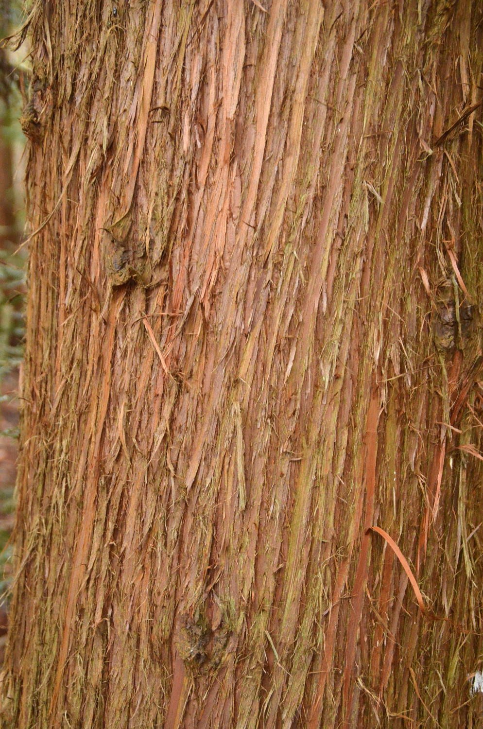 Cryptomeria japonica - Metzingen - Januar 2023