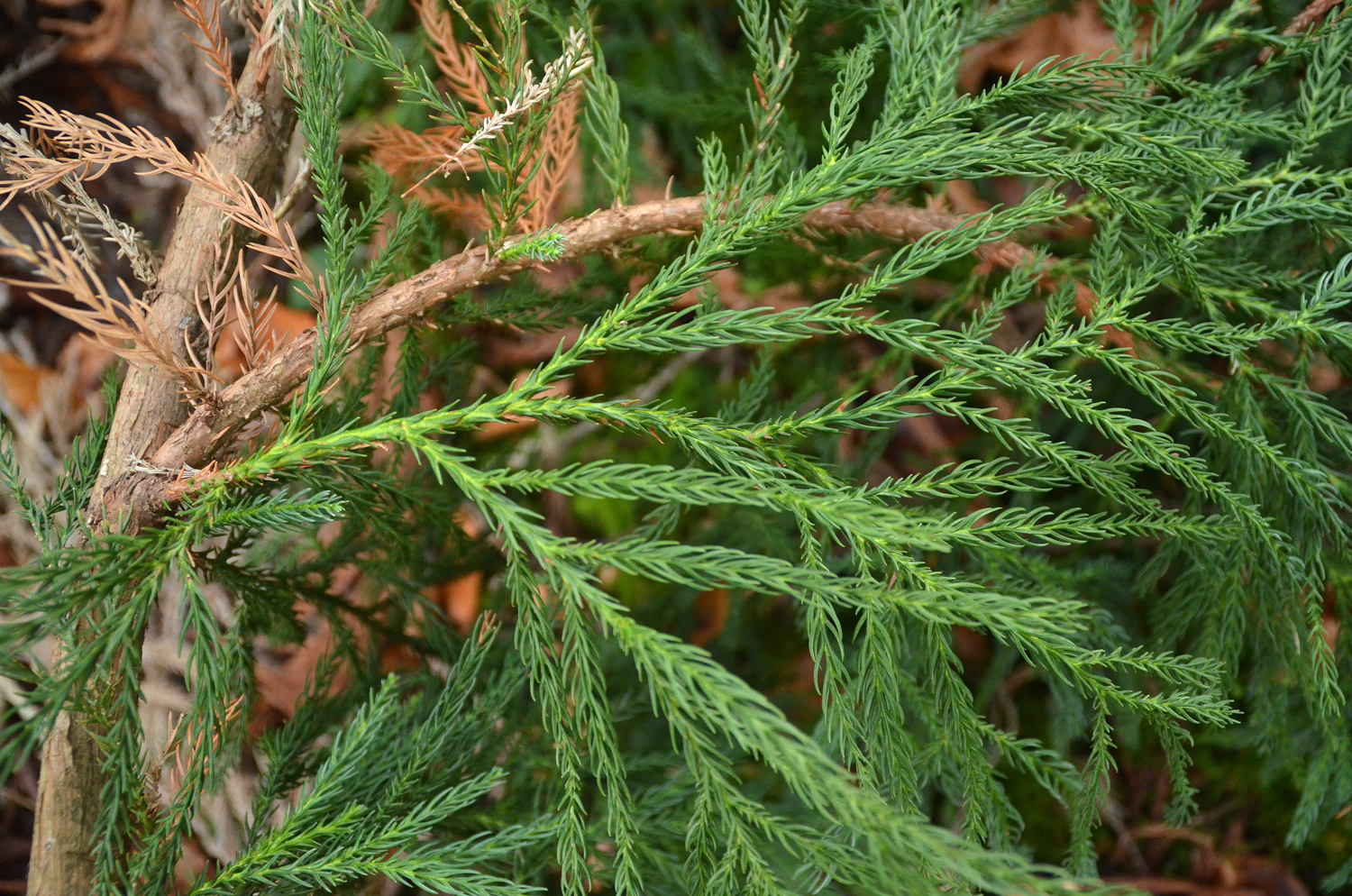 Cryptomeria japonica - Metzingen - Januar 2023