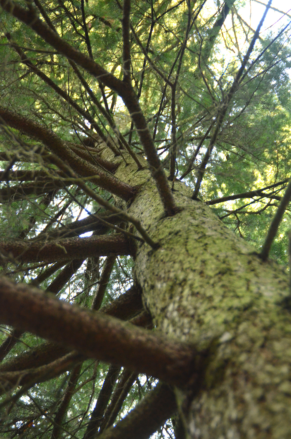 breweriana Picea