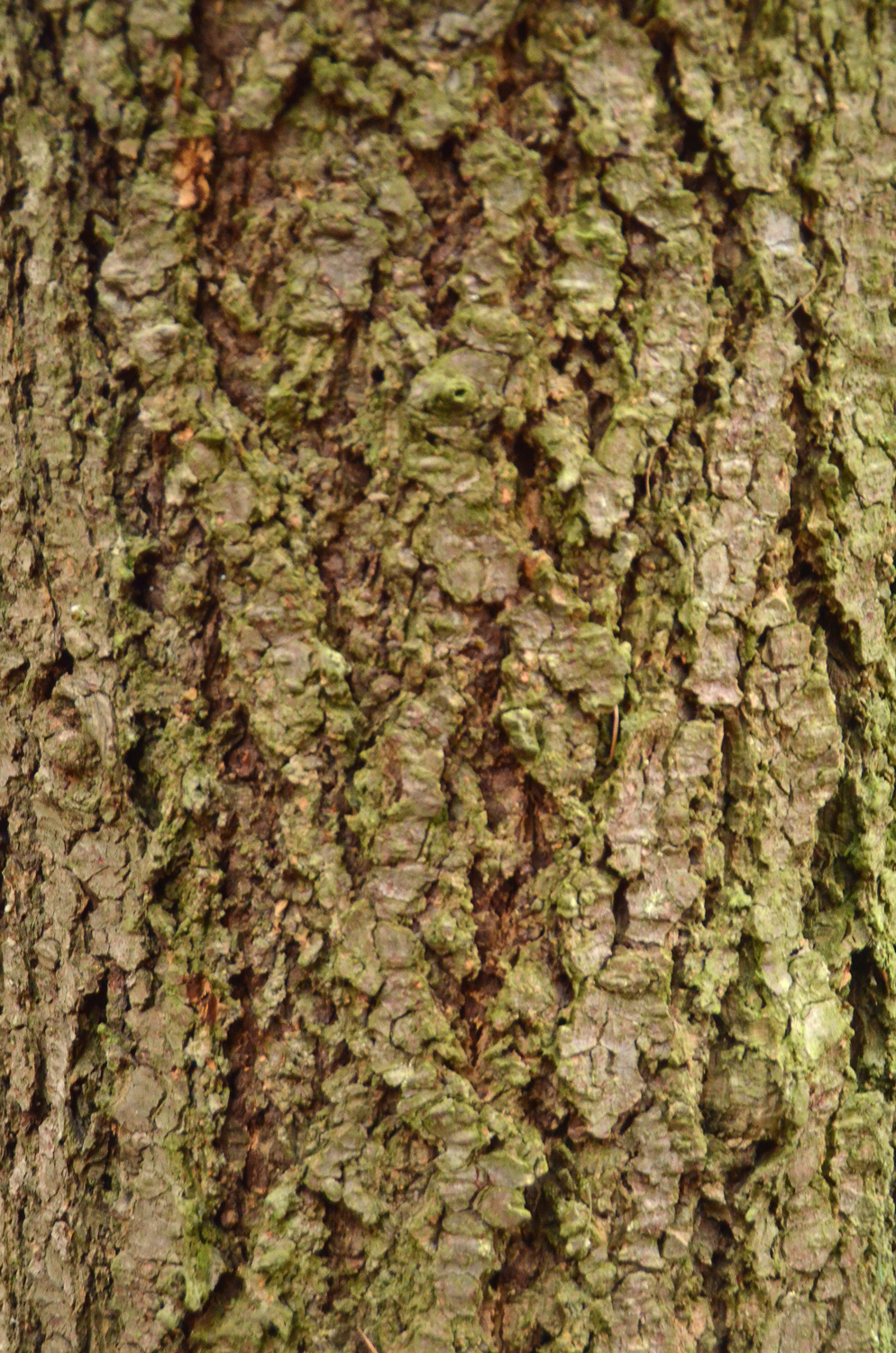 Picea breweriana - Metzingen - Januar 2023