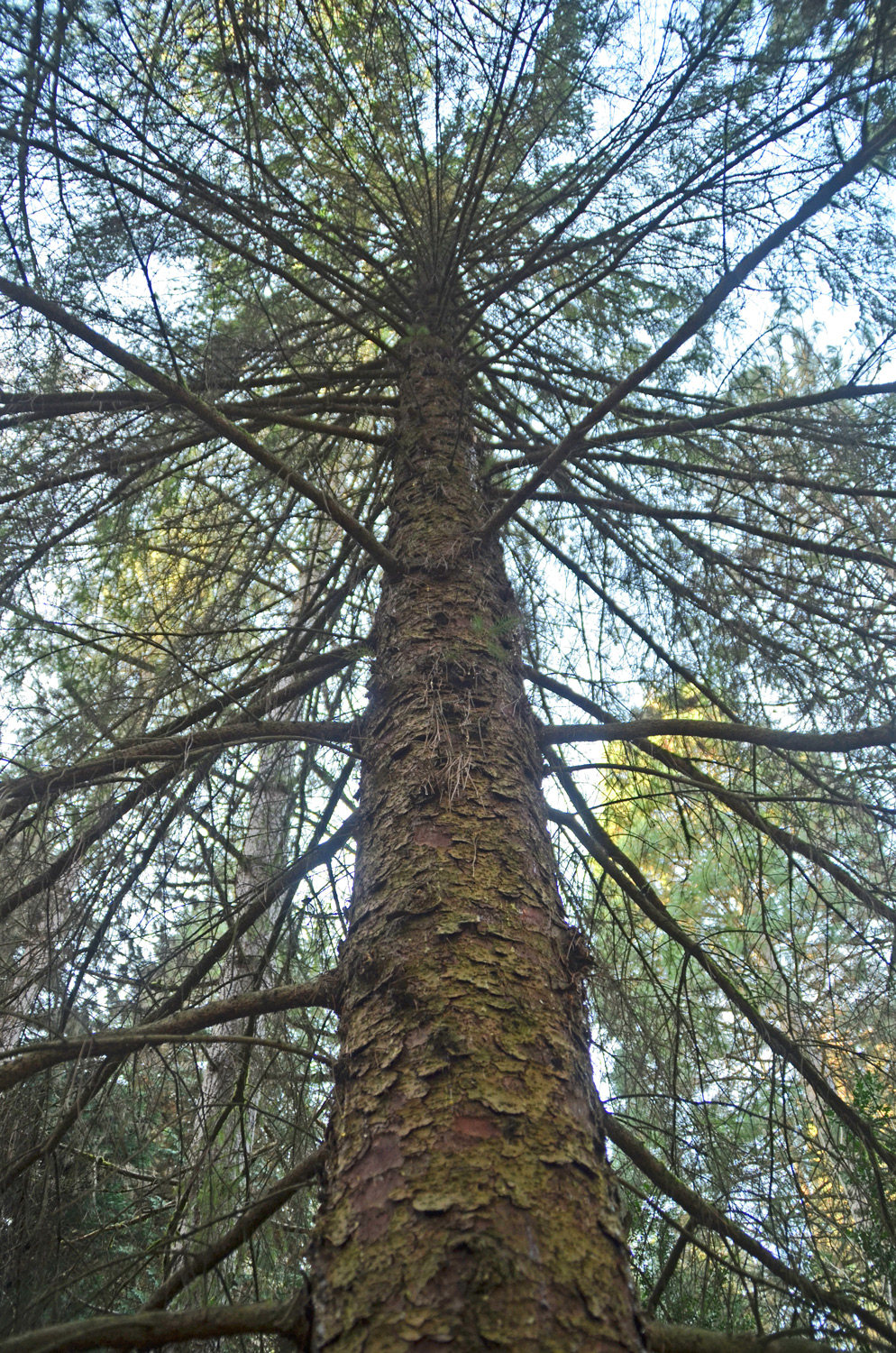 Picea sitchensis