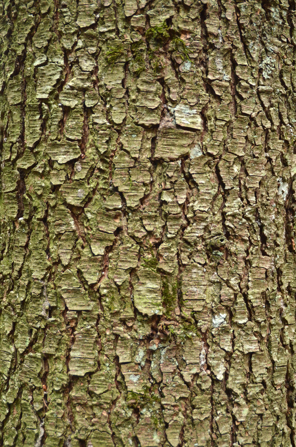 Pinus koraiensis - Metzingen - Januar 2023