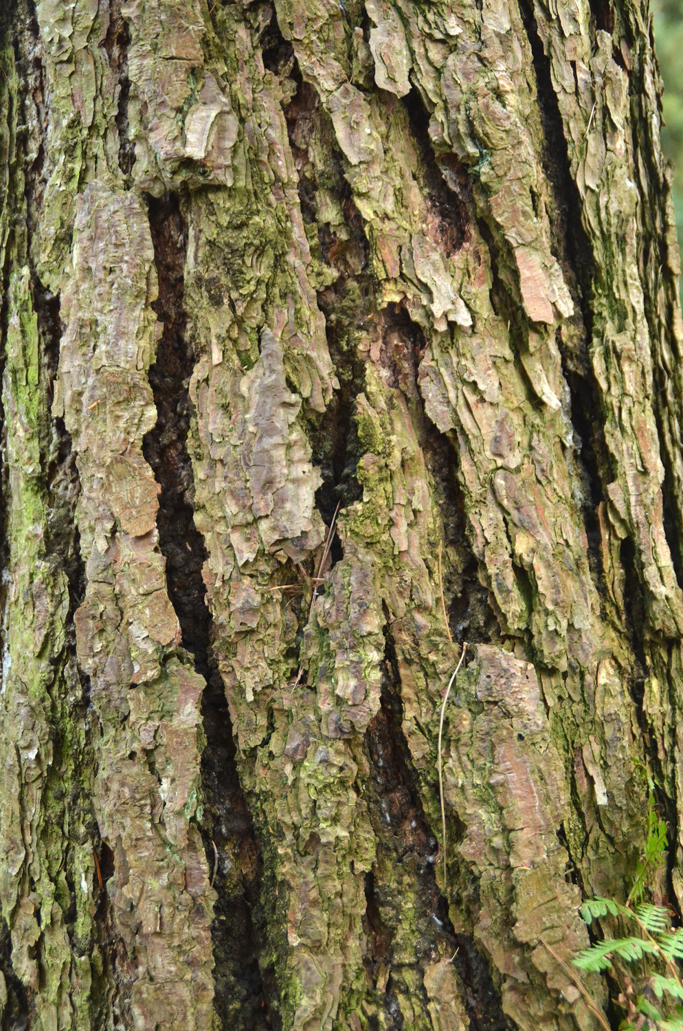 Pinus rigida