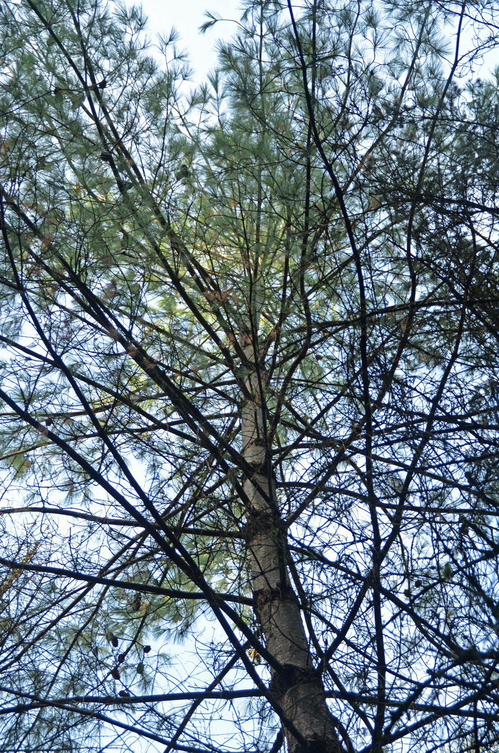 Pinus wallichiana