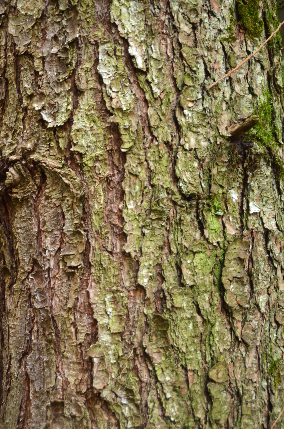 Pinus wallichiana - Metzingen - Januar 2023