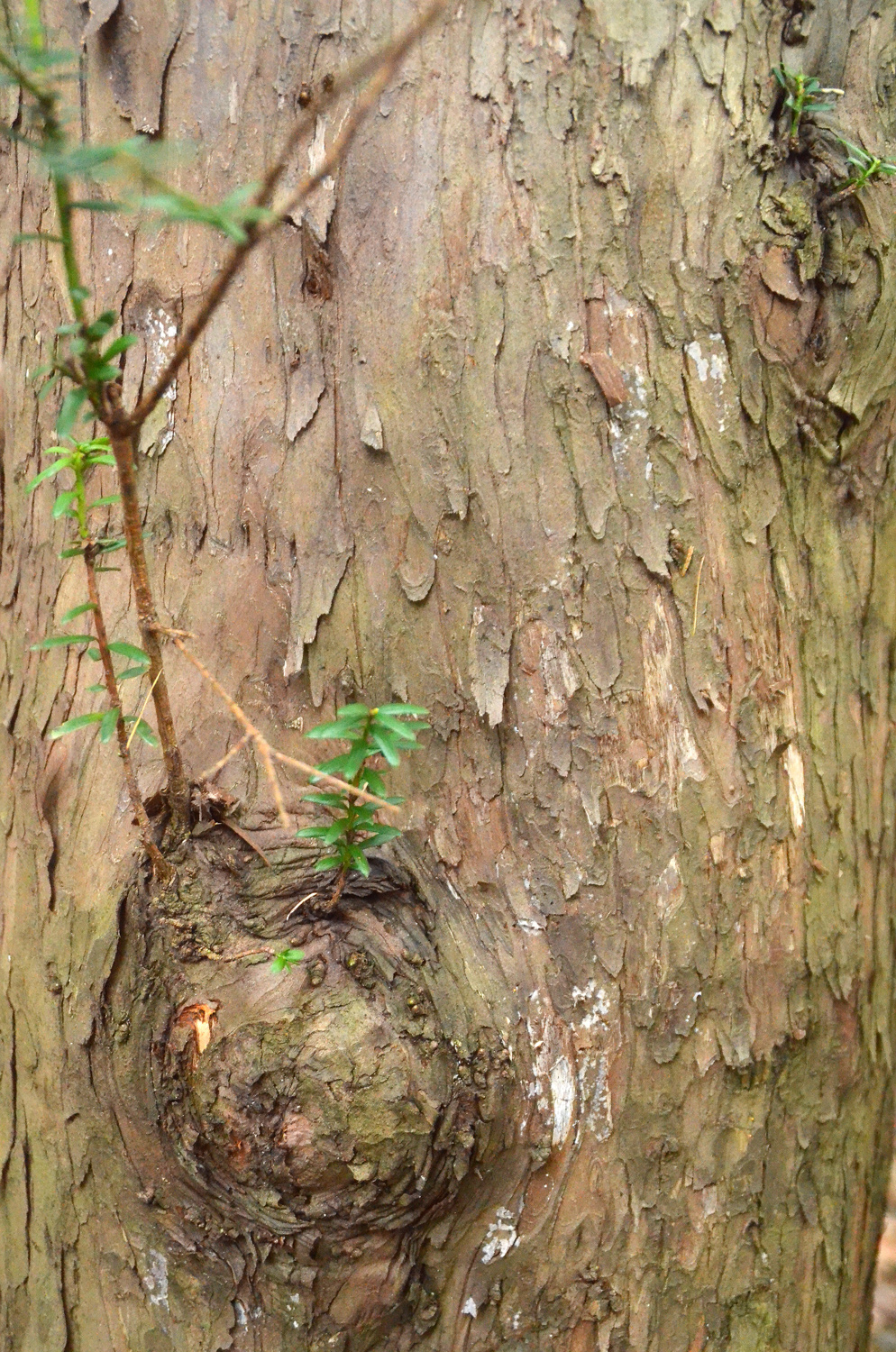 Taxus cuspidata - Metzingen - Januar 2023